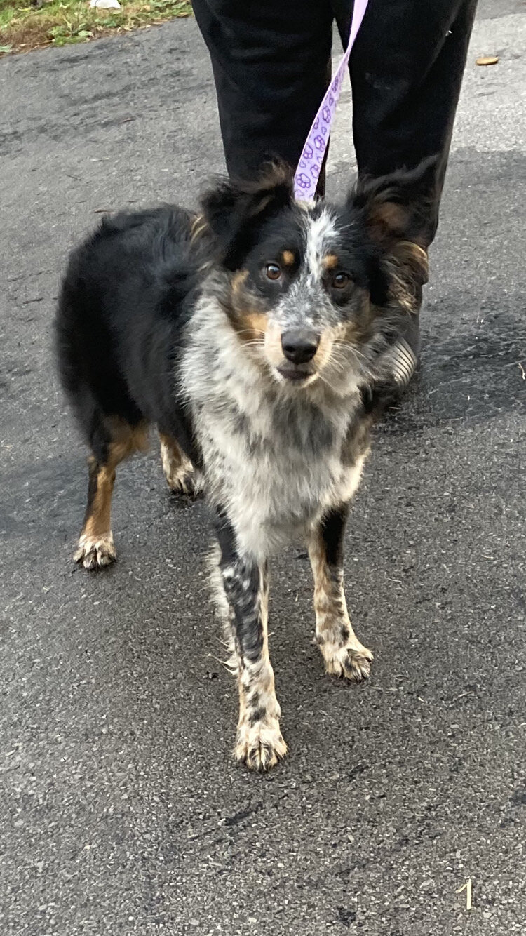 Australian Shepherd image 2