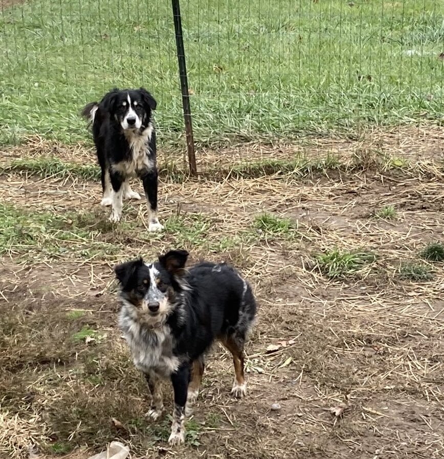 Australian Shepherd image 3