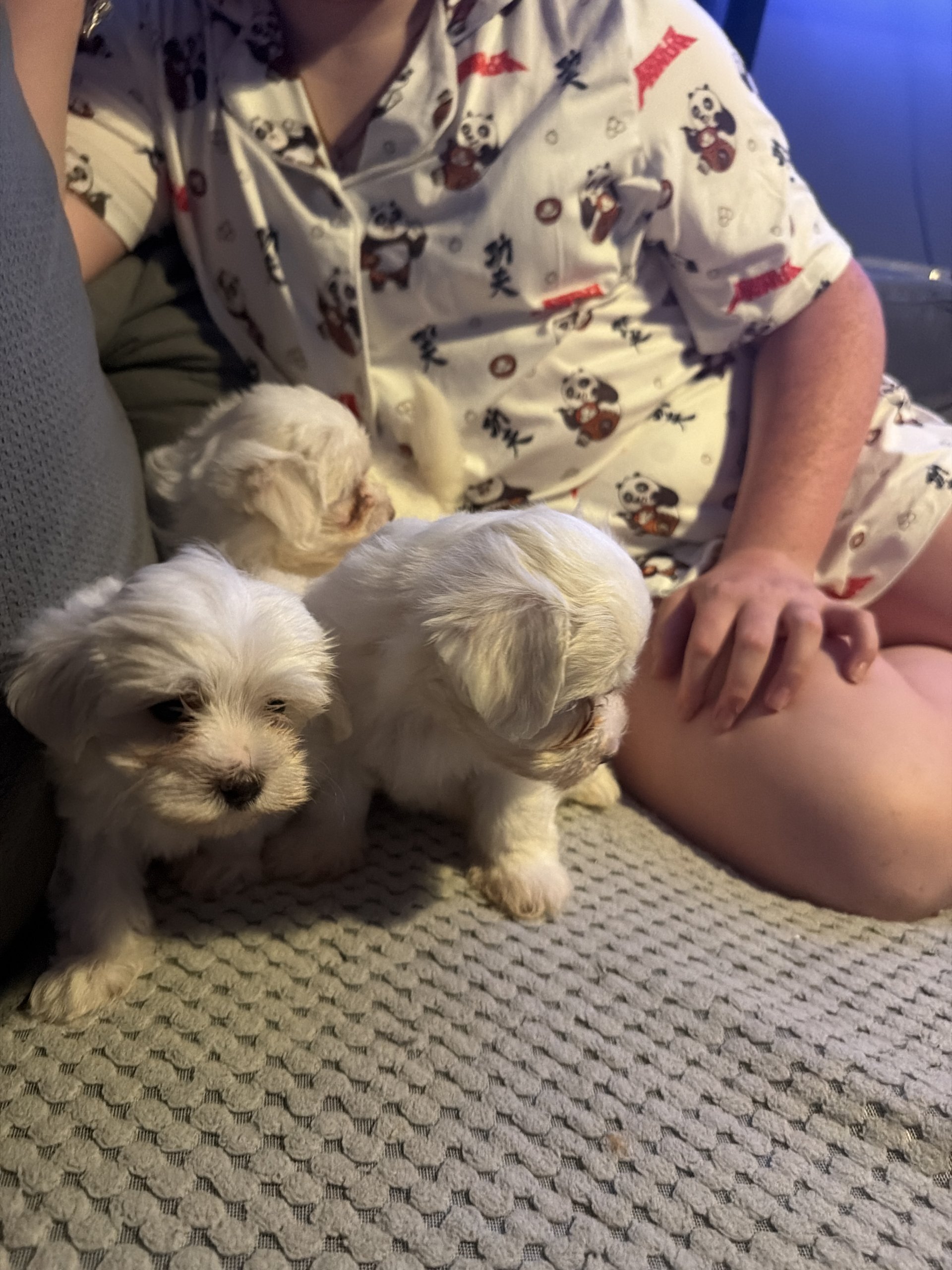 beautiful Maltese puppies image 2