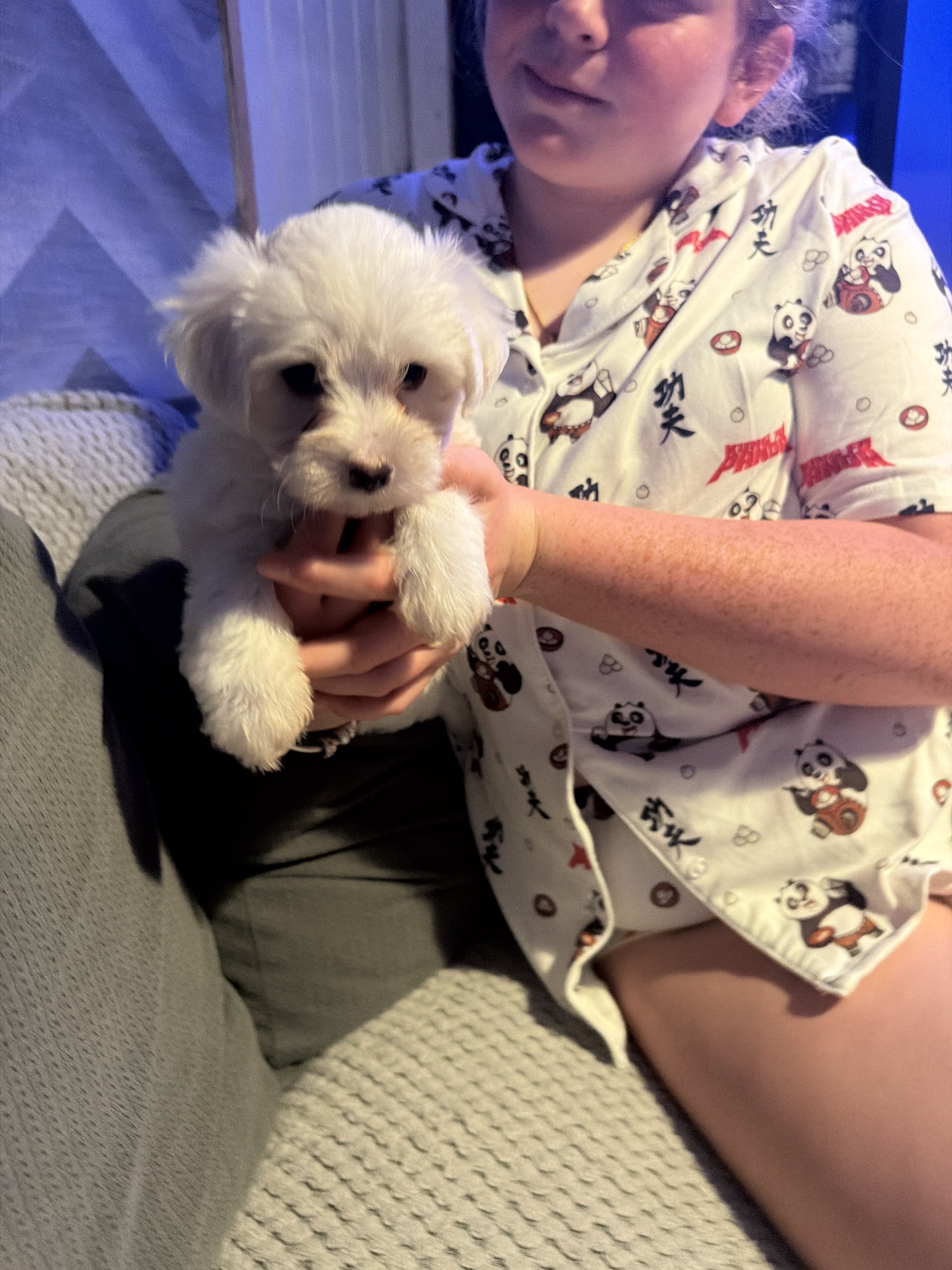 beautiful Maltese puppies image 4