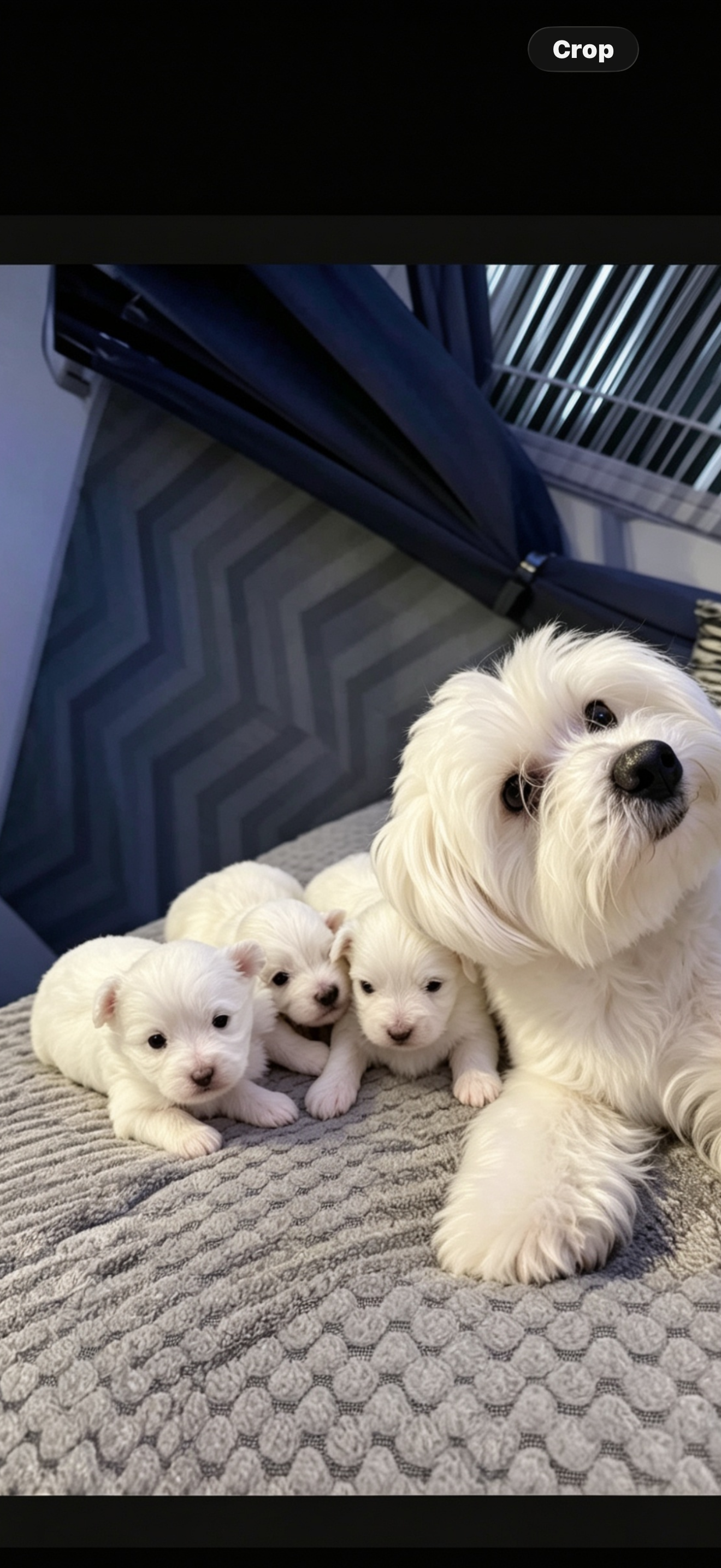 beautiful Maltese puppies image 1