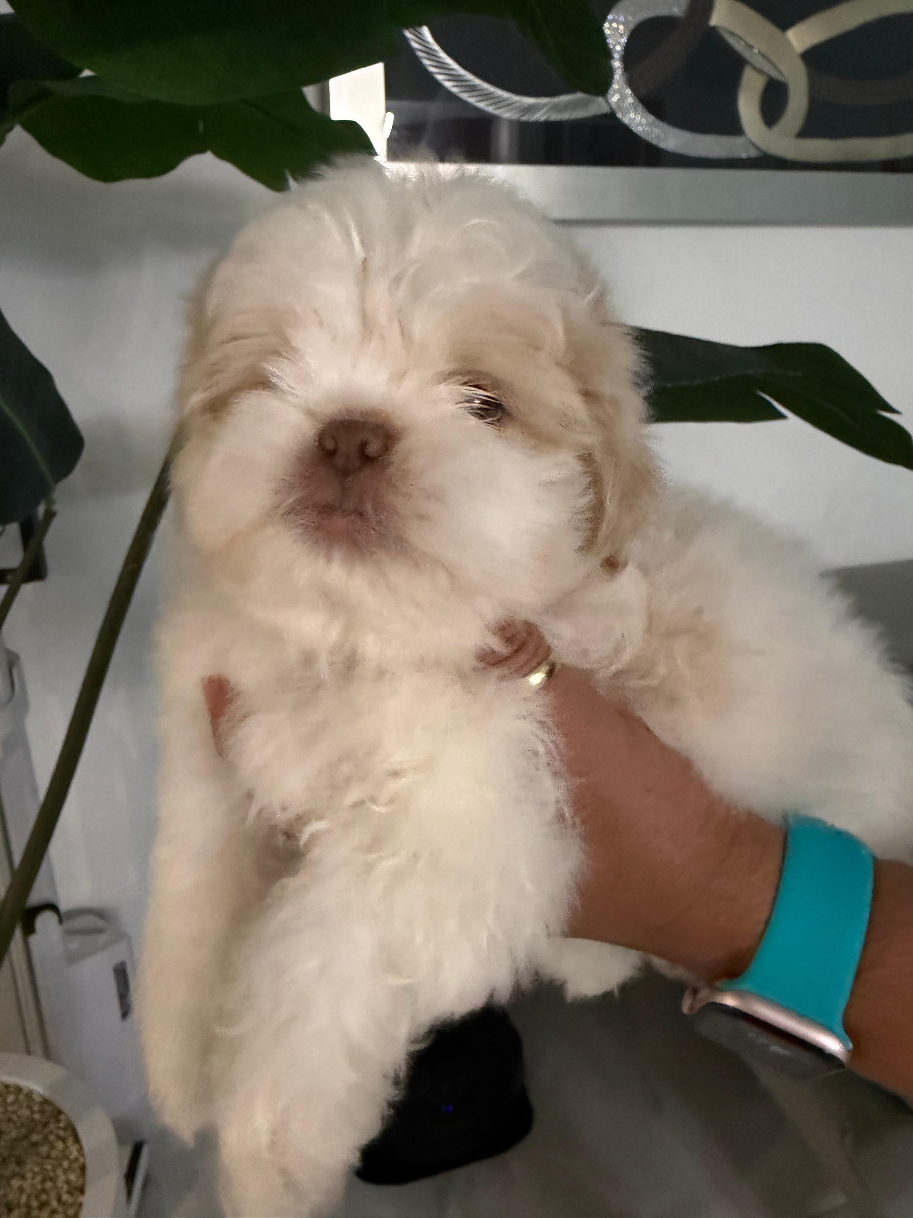 Hermosos cachorros Shih Tzu – ¡Solo quedan 4 macho image 2