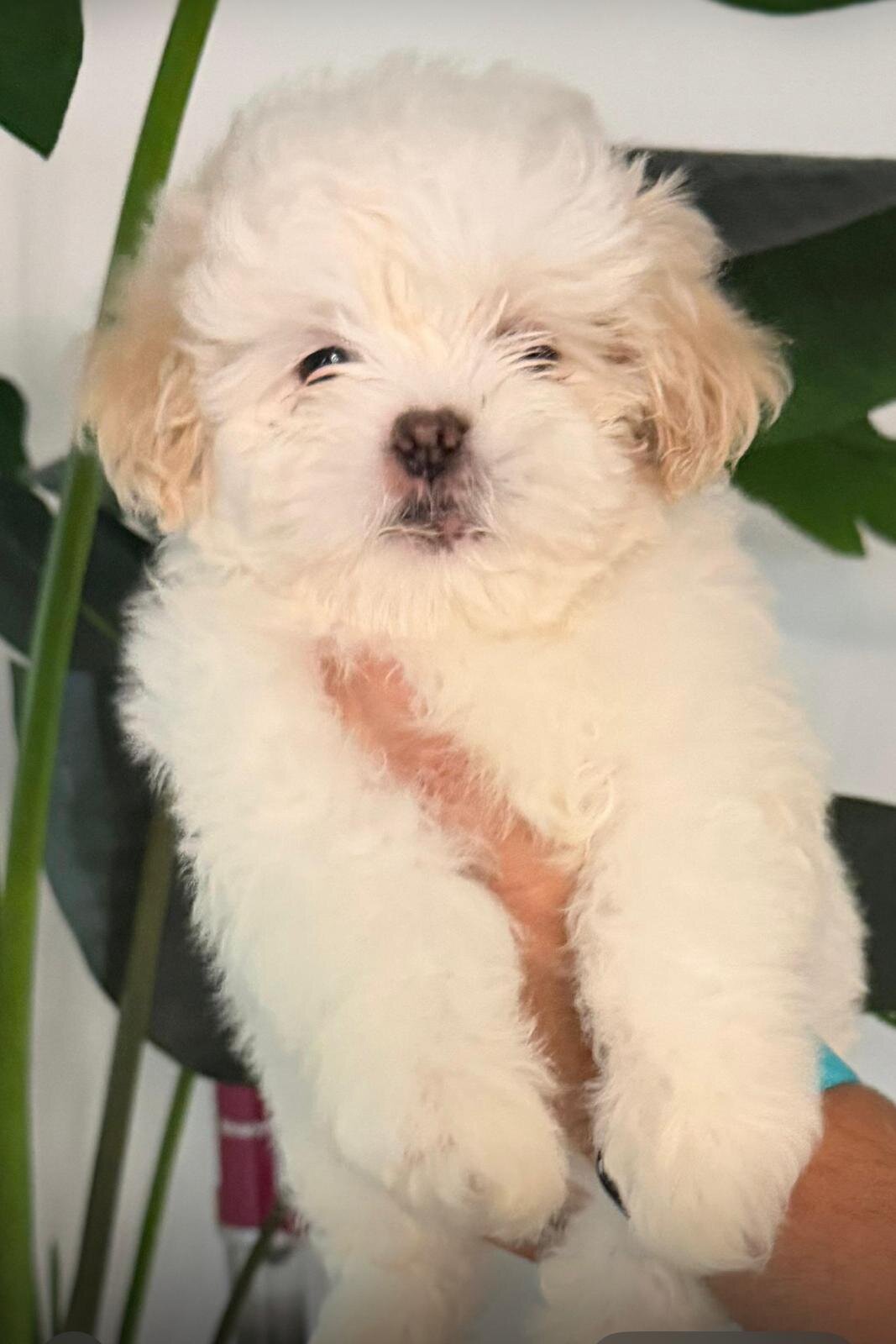 Hermosos cachorros Shih Tzu – ¡Solo quedan 4 macho image 1