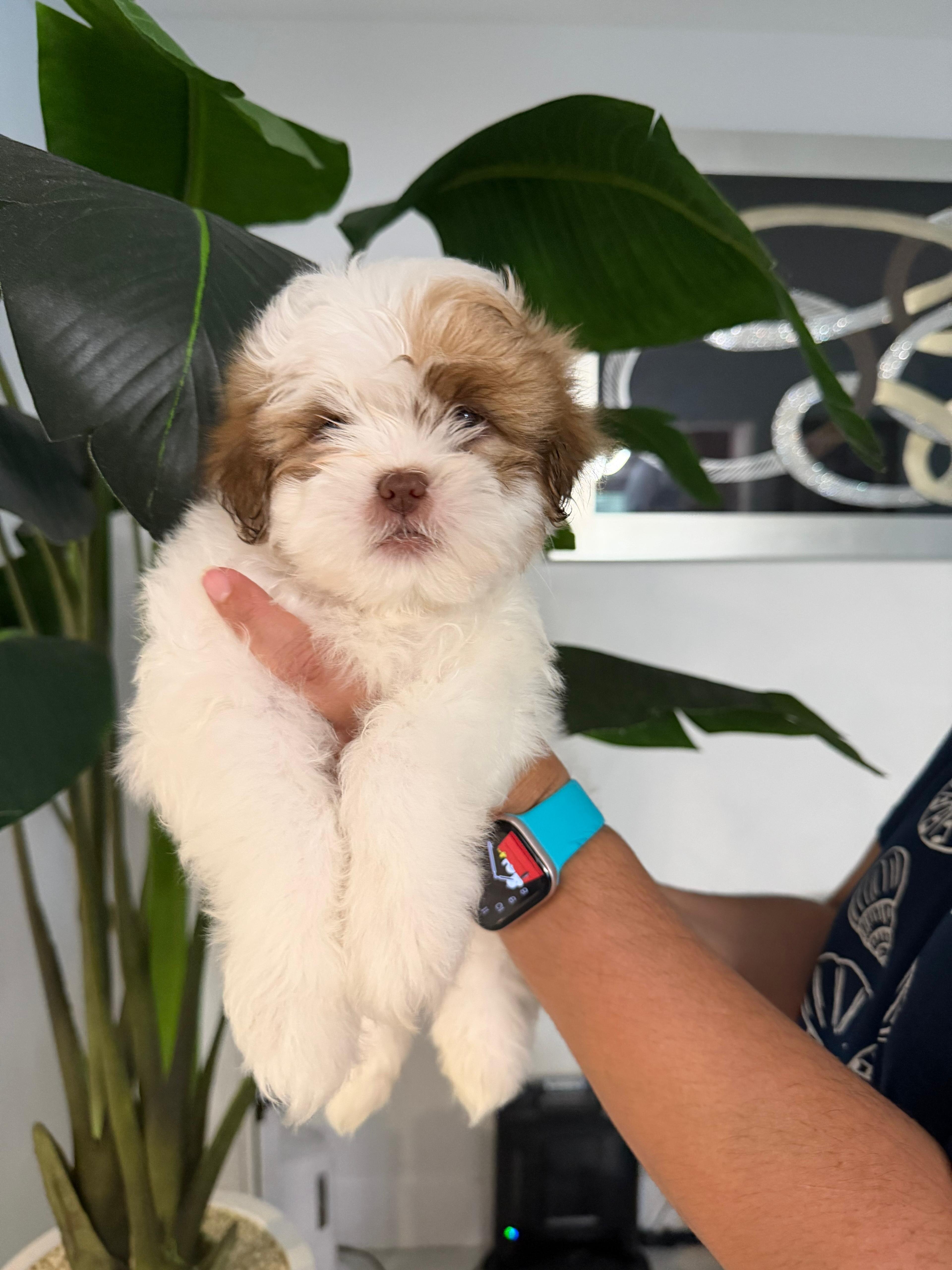 Hermosos cachorros Shih Tzu – ¡Solo quedan 4 macho image 3