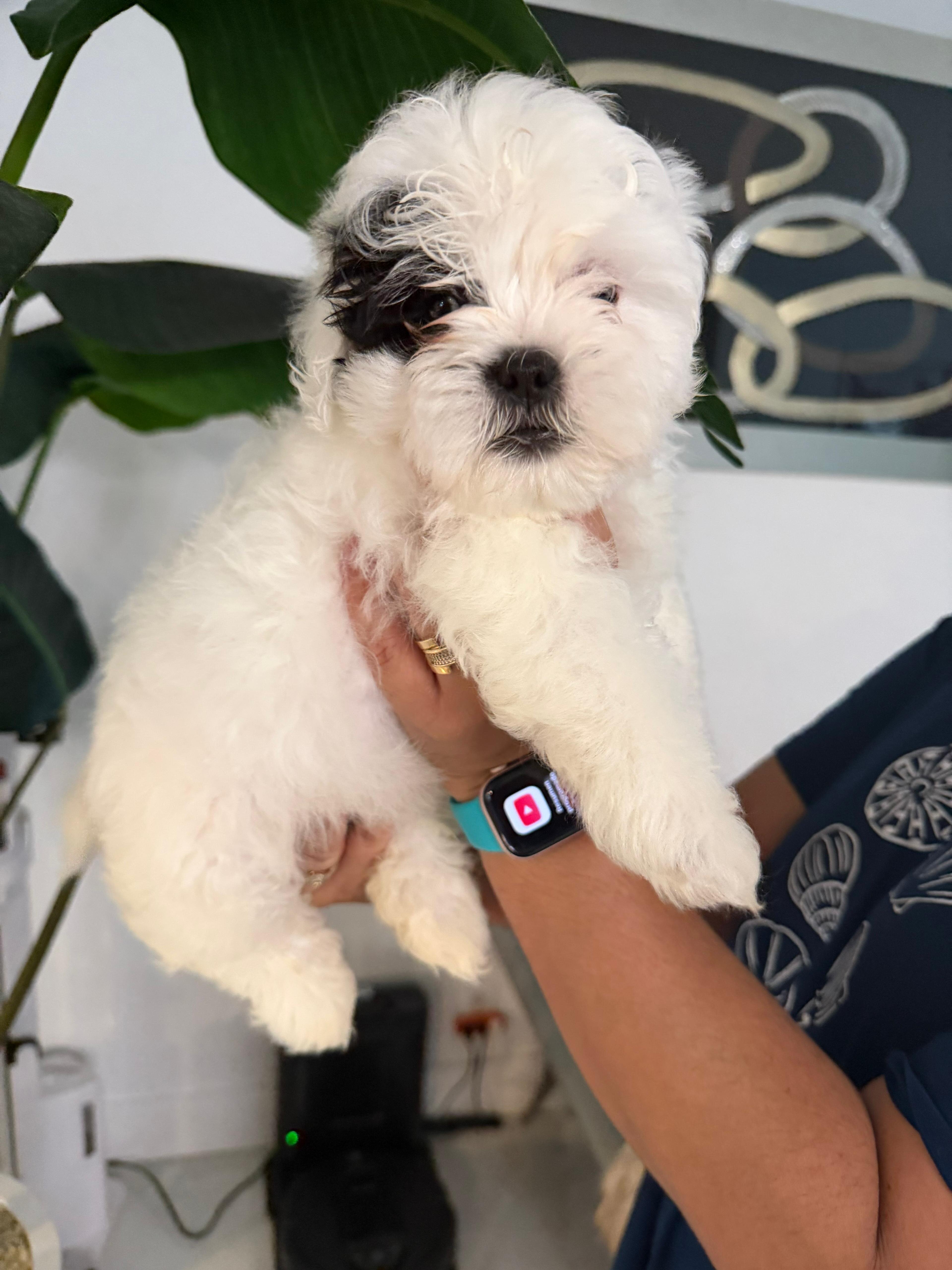 Hermosos cachorros Shih Tzu – ¡Solo quedan 4 macho image 4