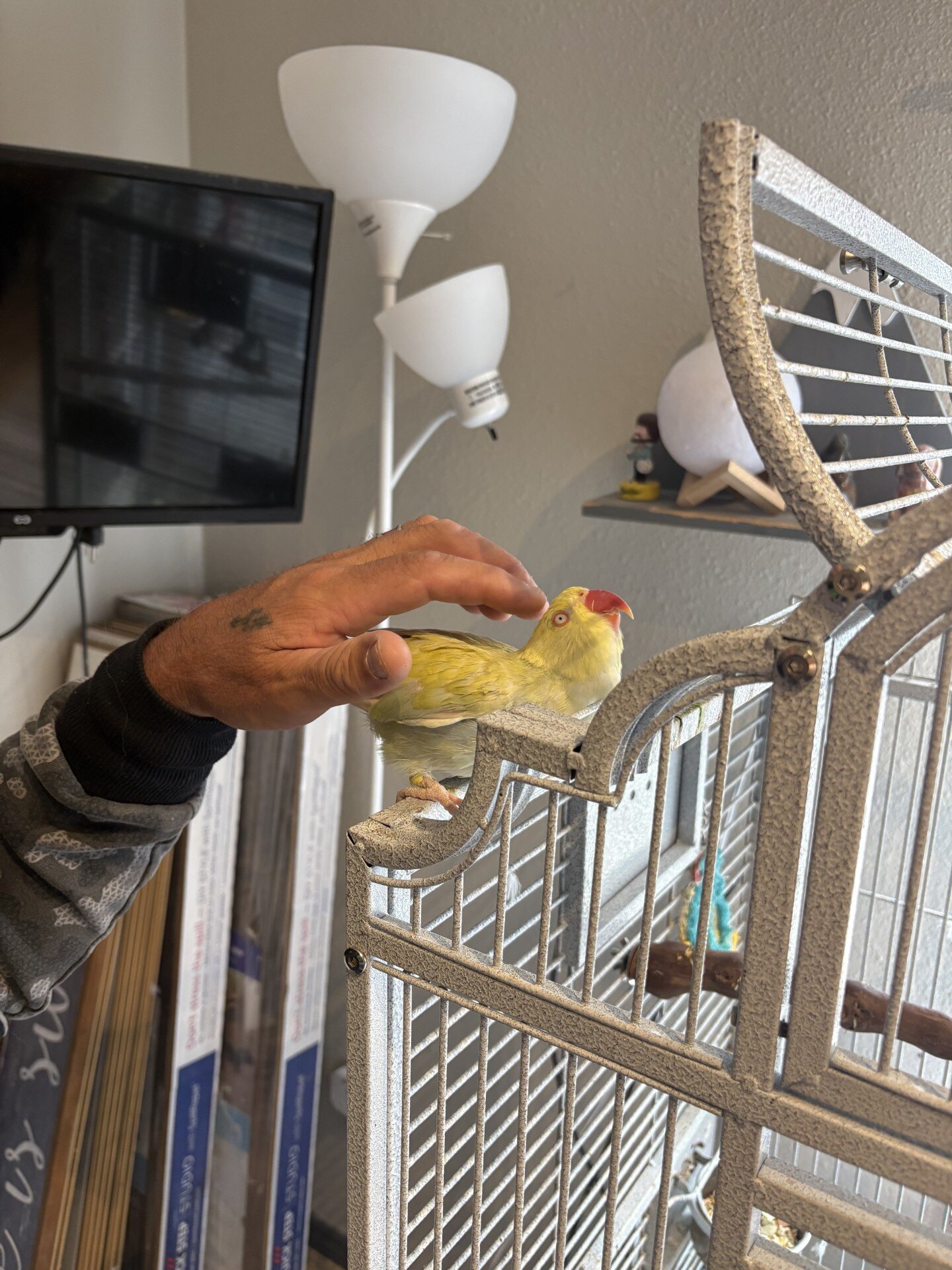 Indian ringneck female image 1