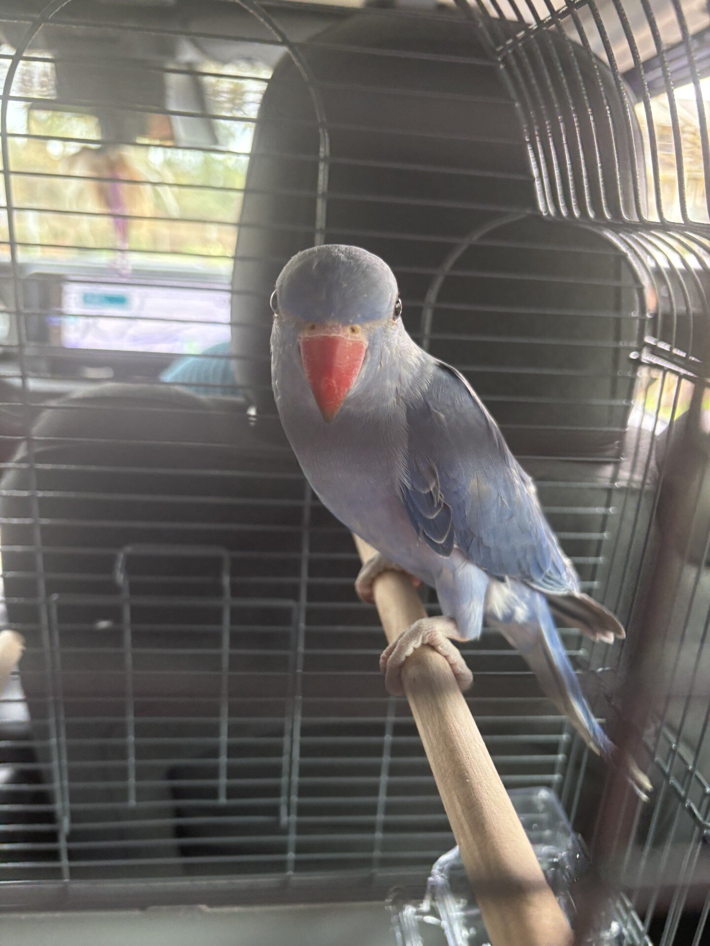 indian ringneck male image 1