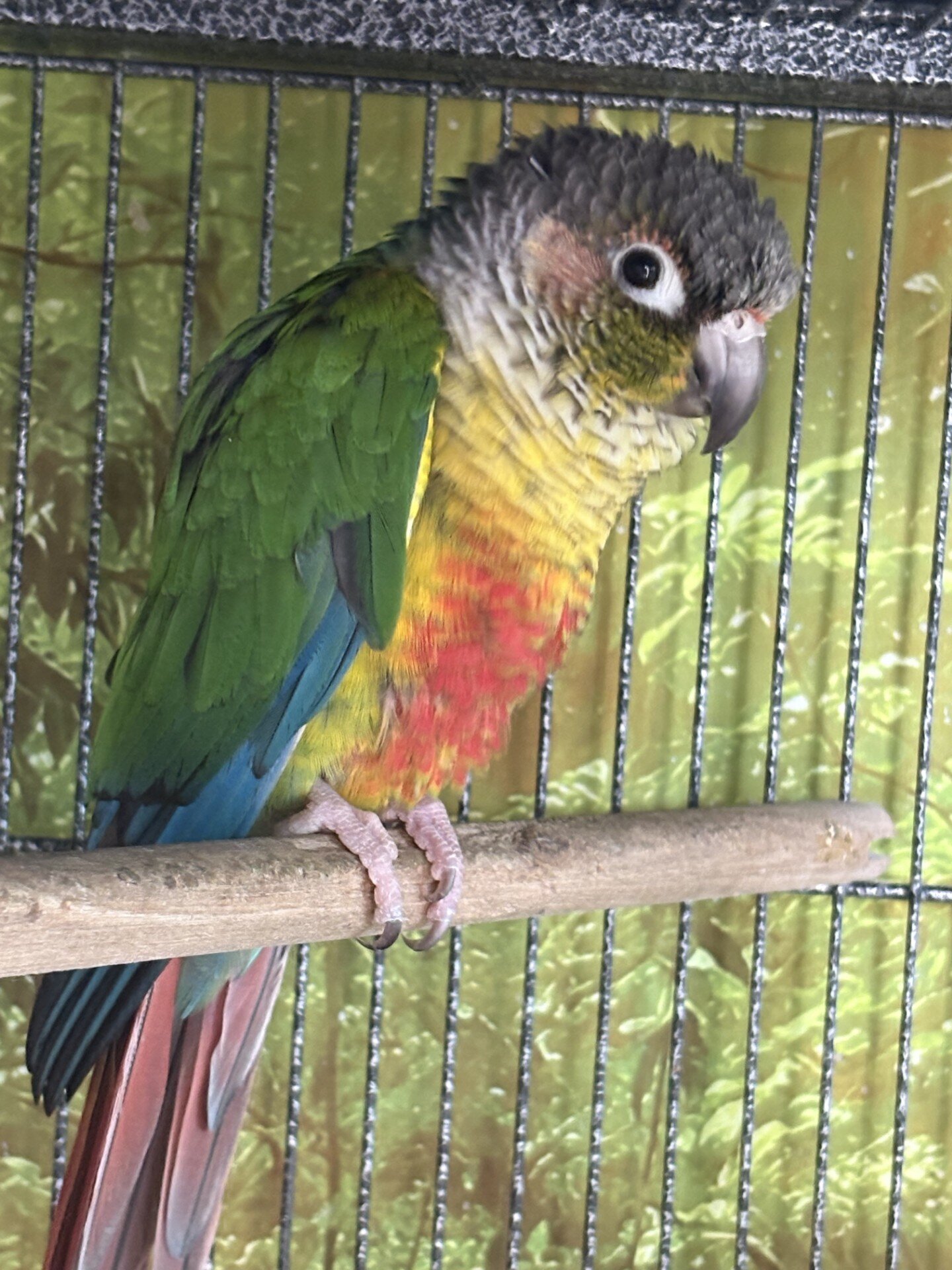 green cheek conure image 1