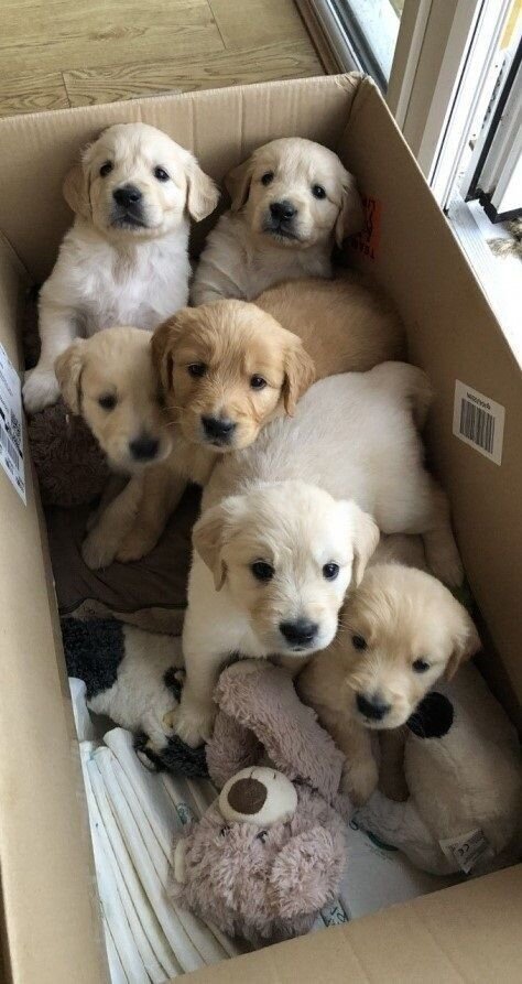 🐾 Golden Retriever Puppies for Adoption 🐾 image 3