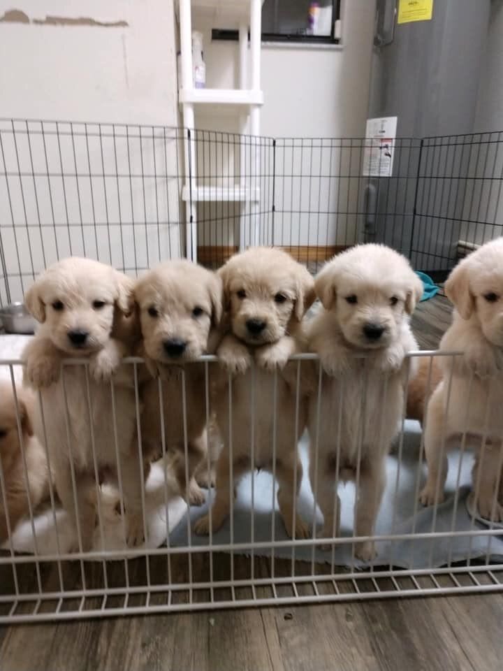 🐾 Golden Retriever Puppies for Adoption 🐾 image 1