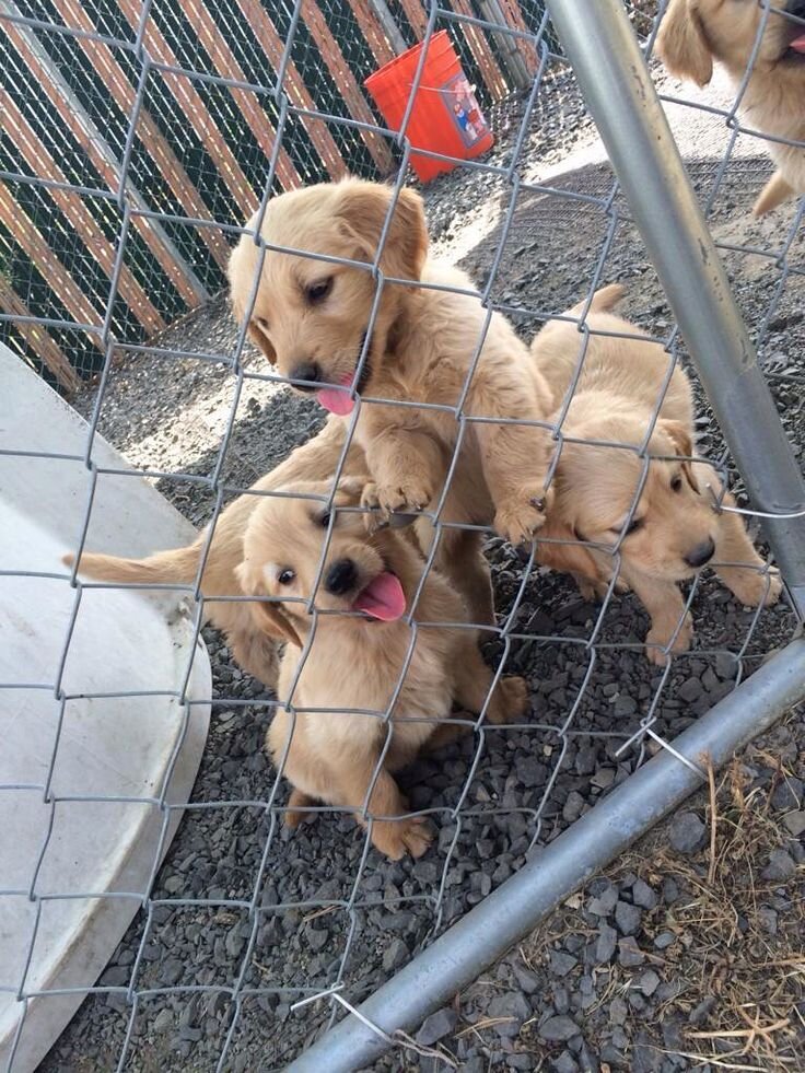 🐾 Cachorros Golden Retriever en Adopción 🐾 image 1