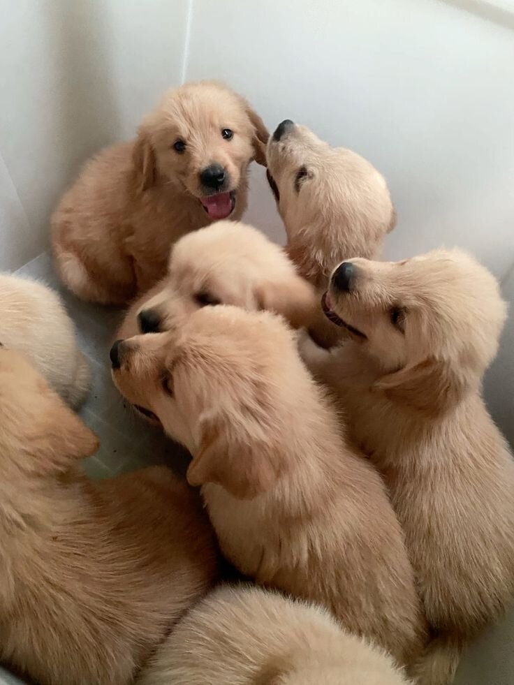 🐾 Cachorros Golden Retriever en Adopción 🐾 image 2