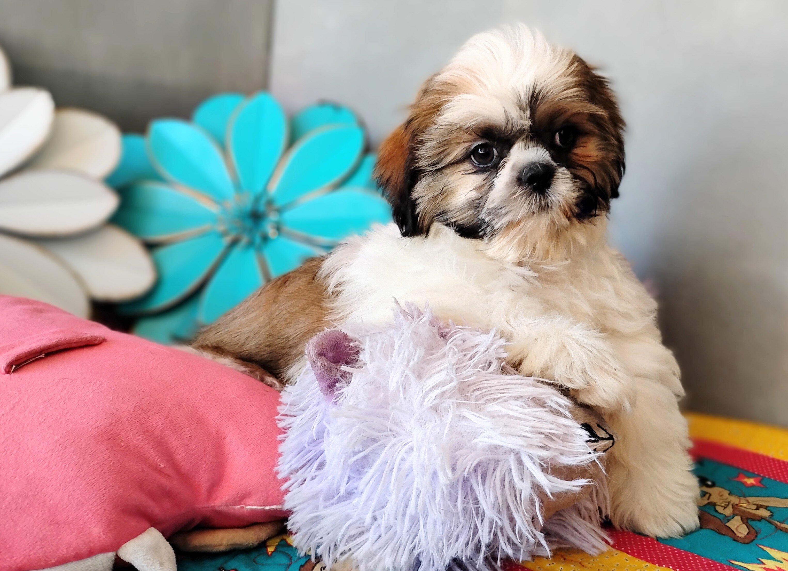 AKC Male Shih Tzu puppies image 1