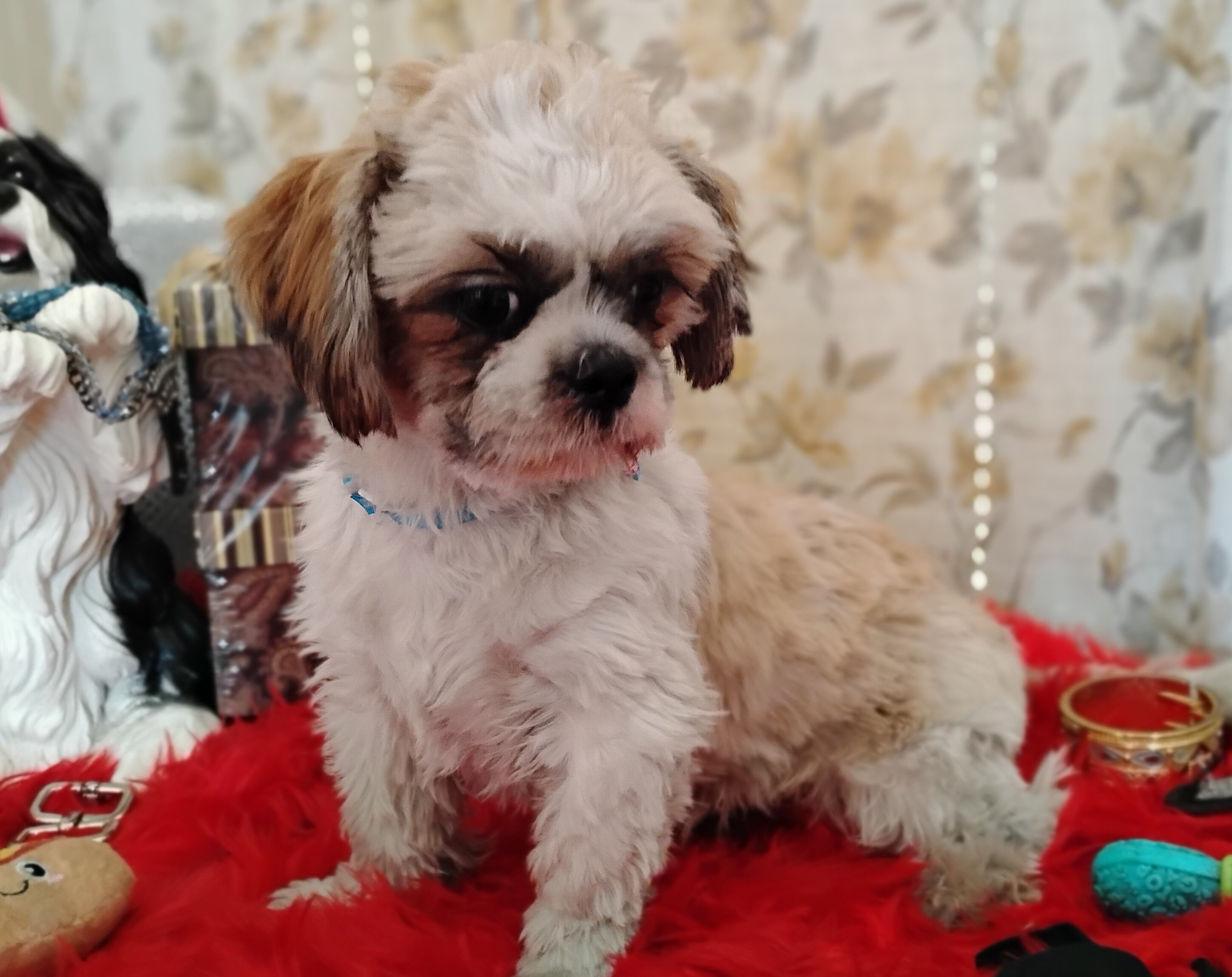 AKC registered male shih Tzu's image 1