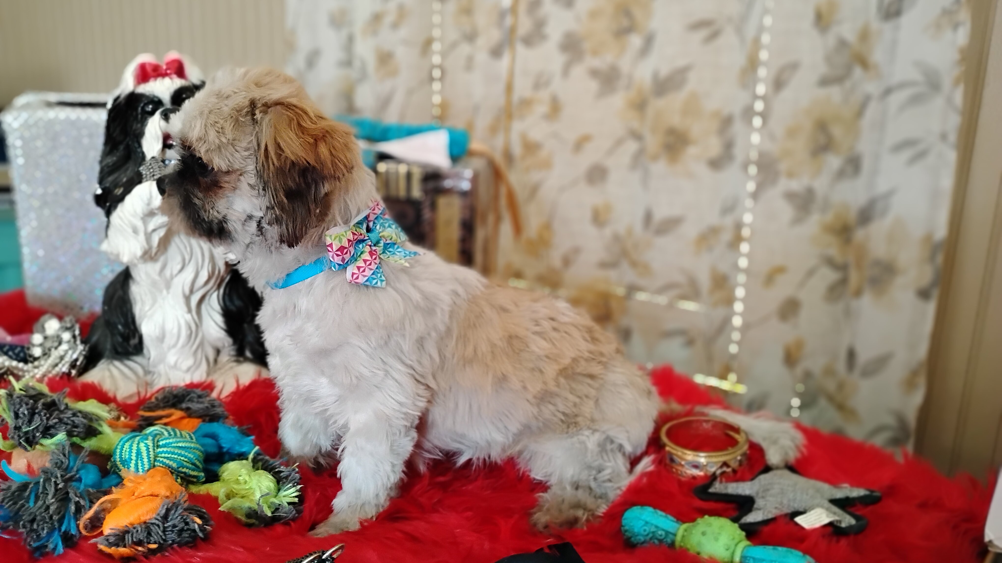 AKC registered male shih Tzu's image 8