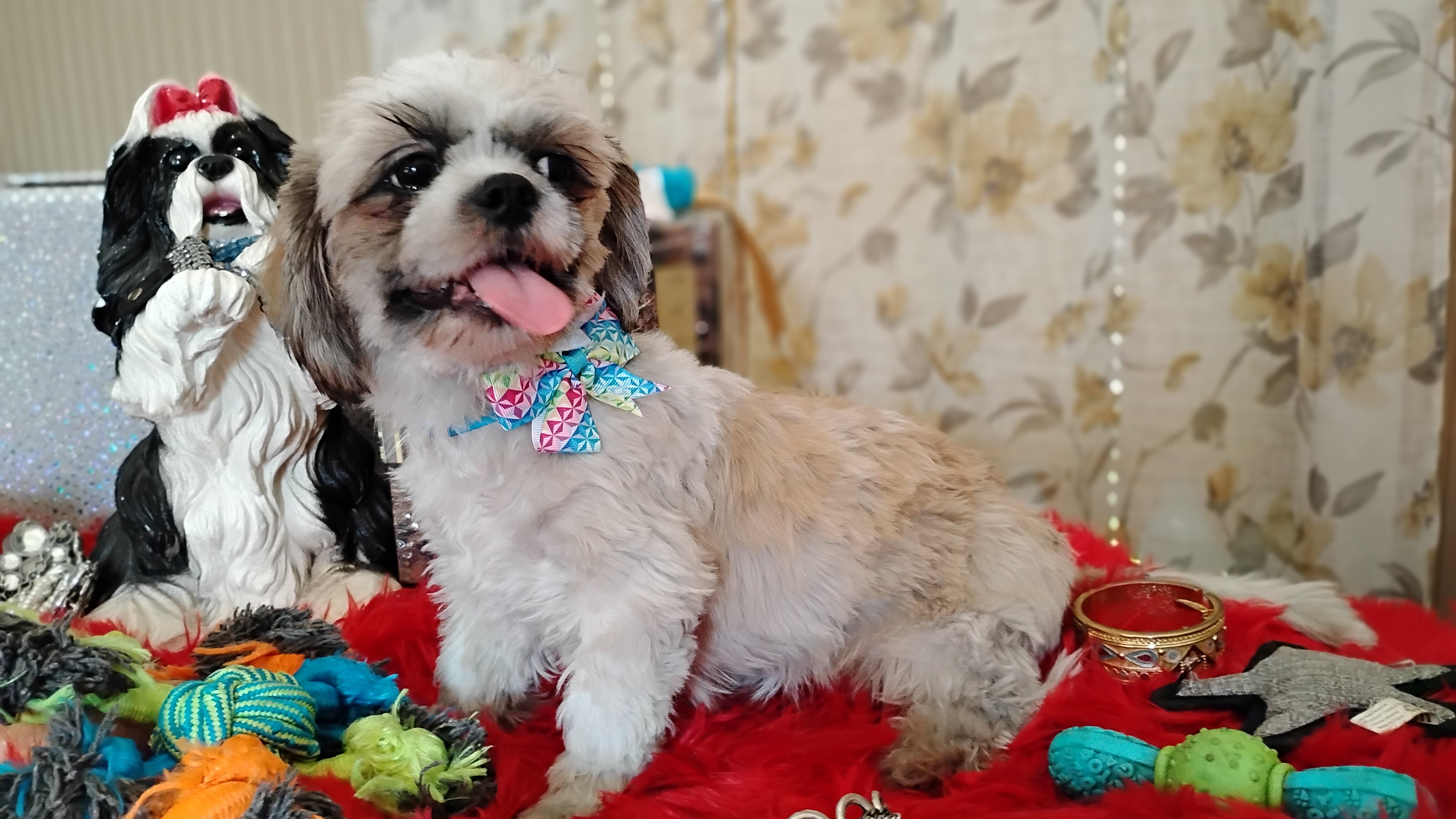 AKC registered male shih Tzu's image 7