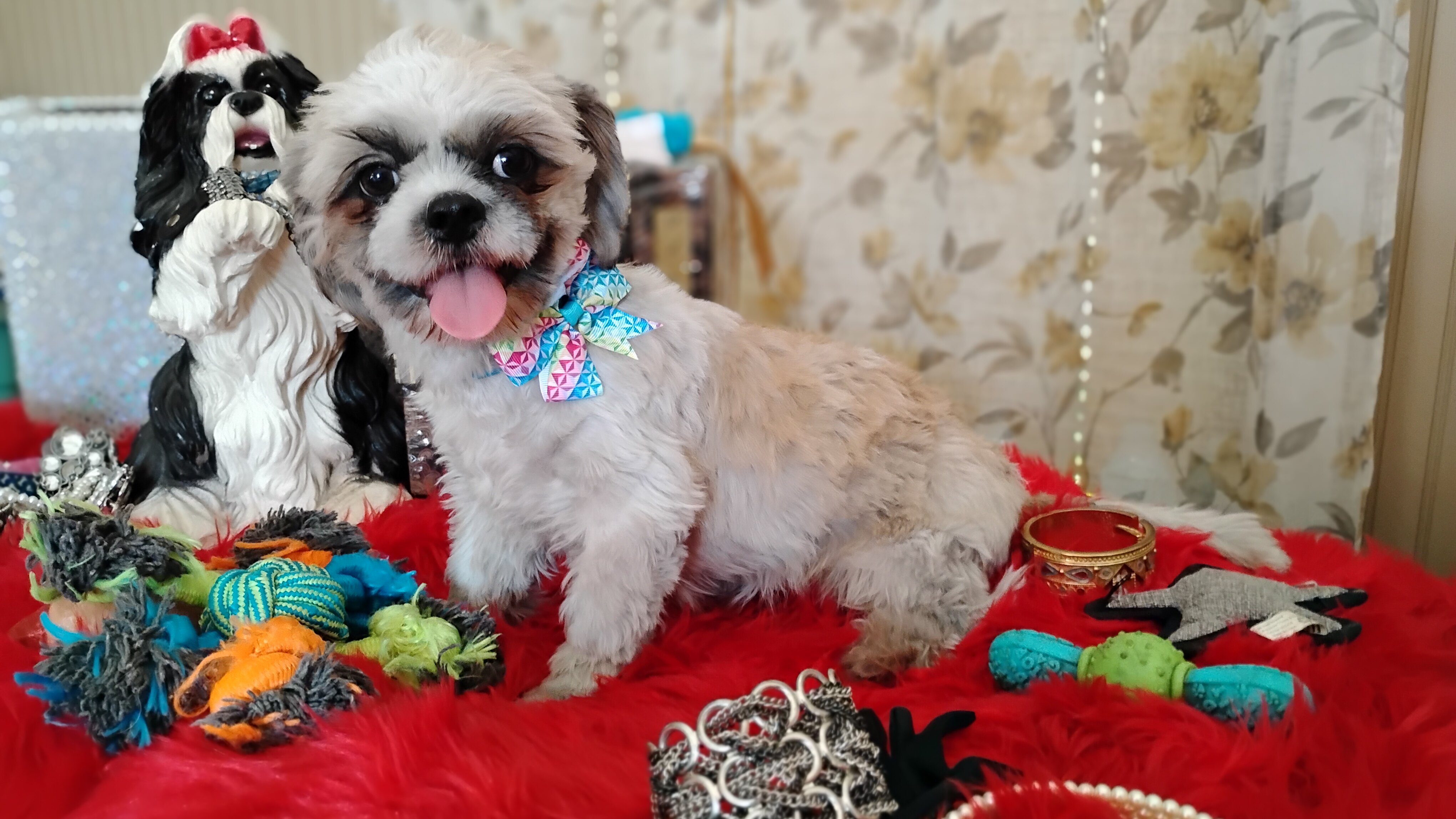 AKC registered male shih Tzu's image 6