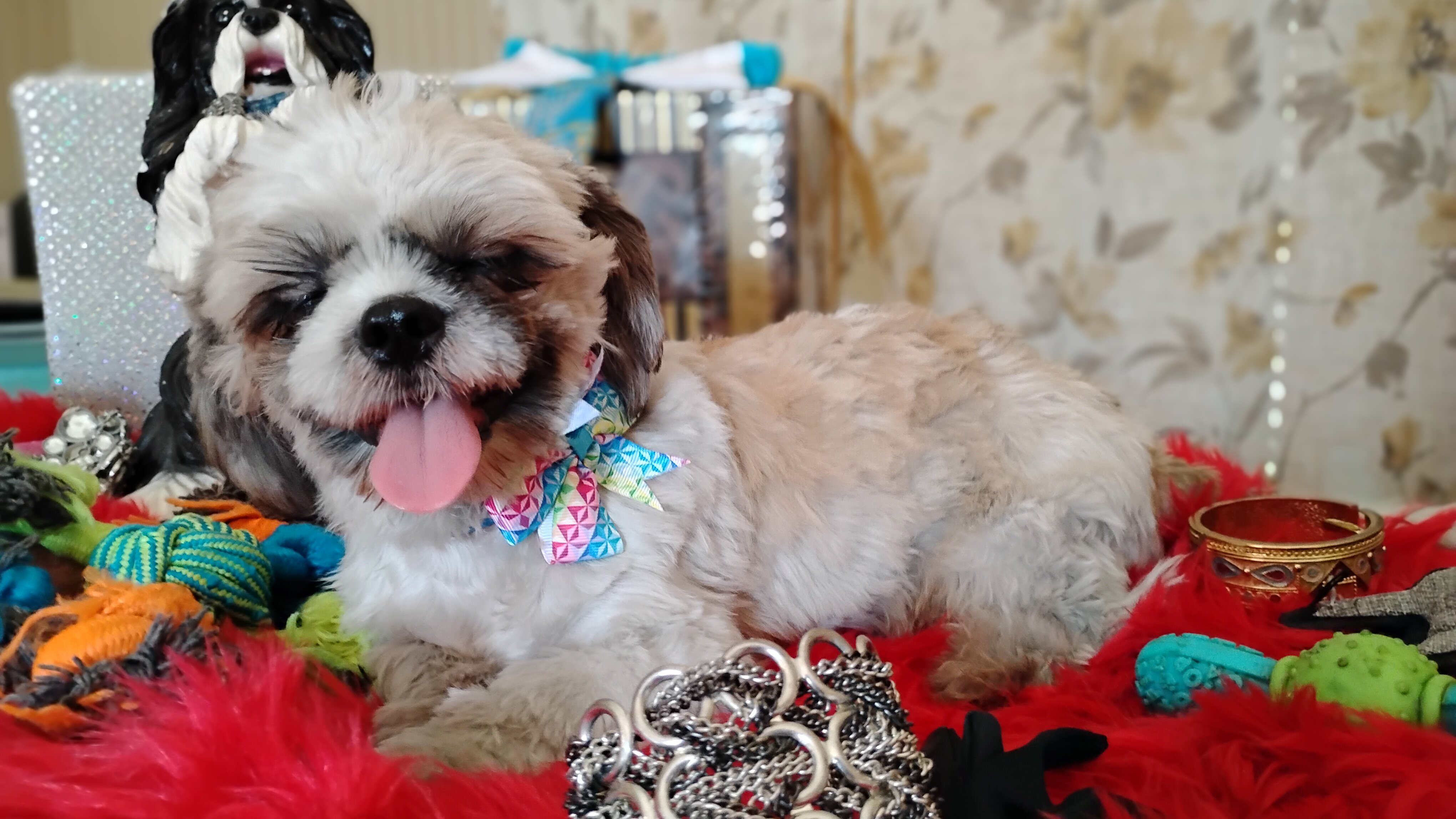 AKC registered male shih Tzu's image 5