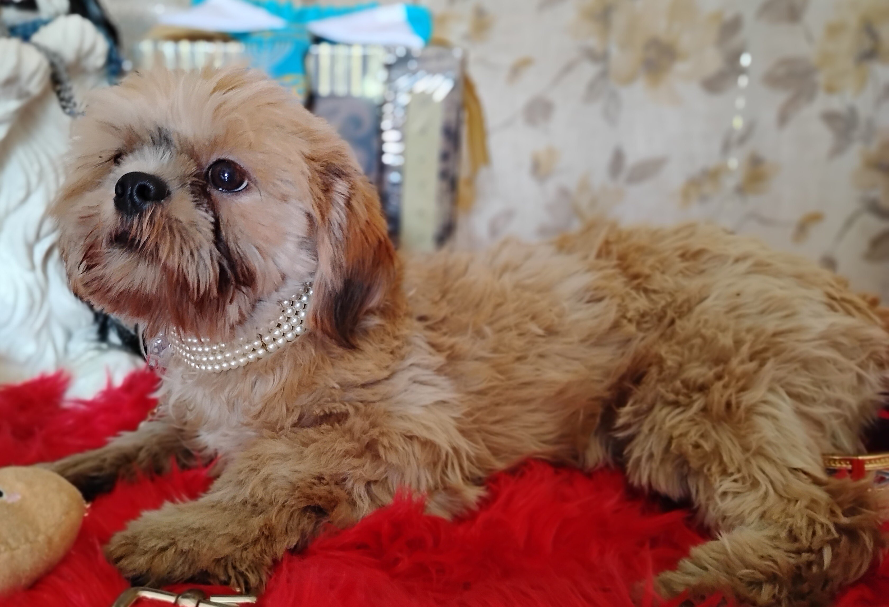 AKC registered male shih Tzu's image 2