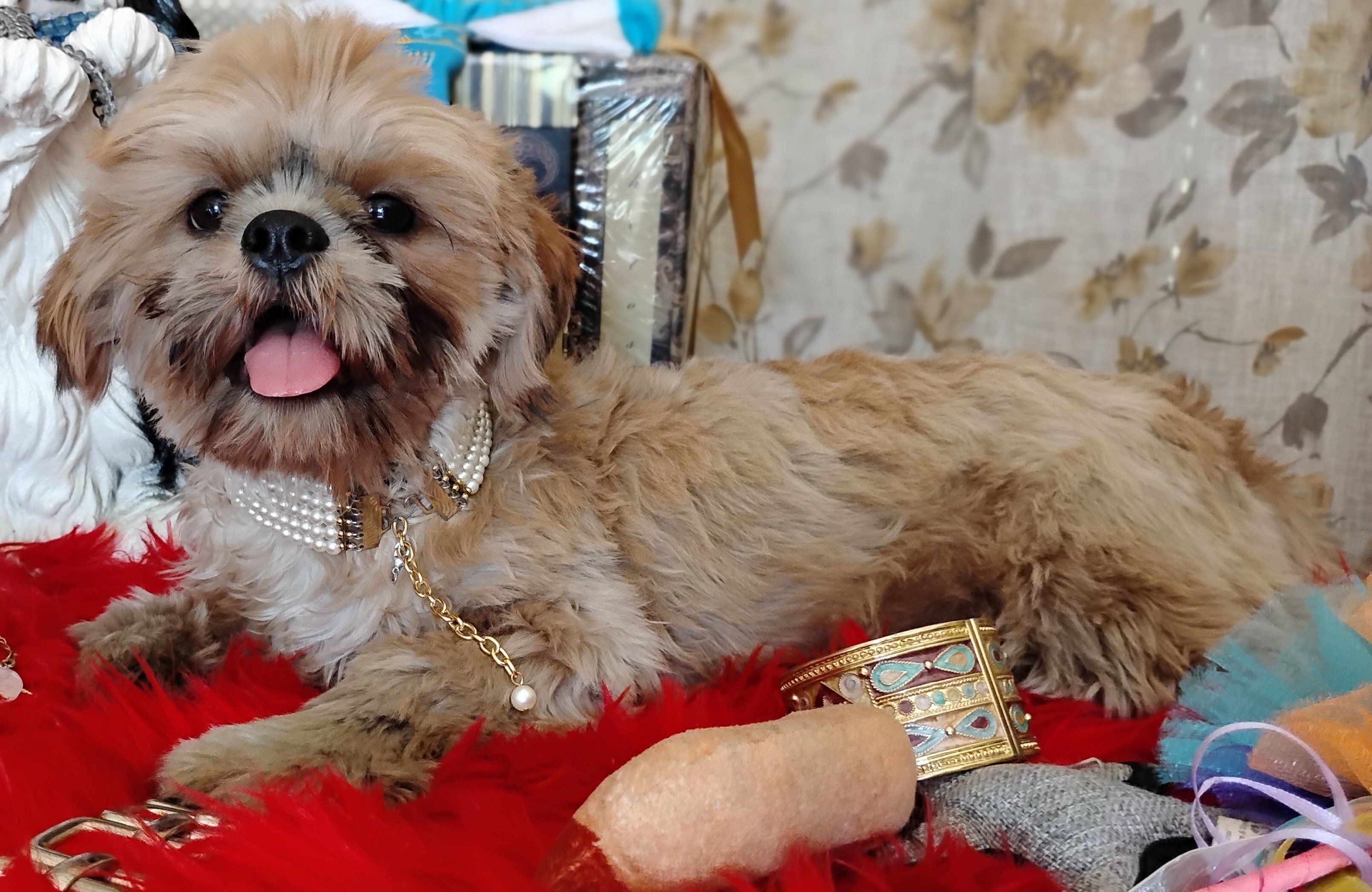 AKC registered male shih Tzu's image 3