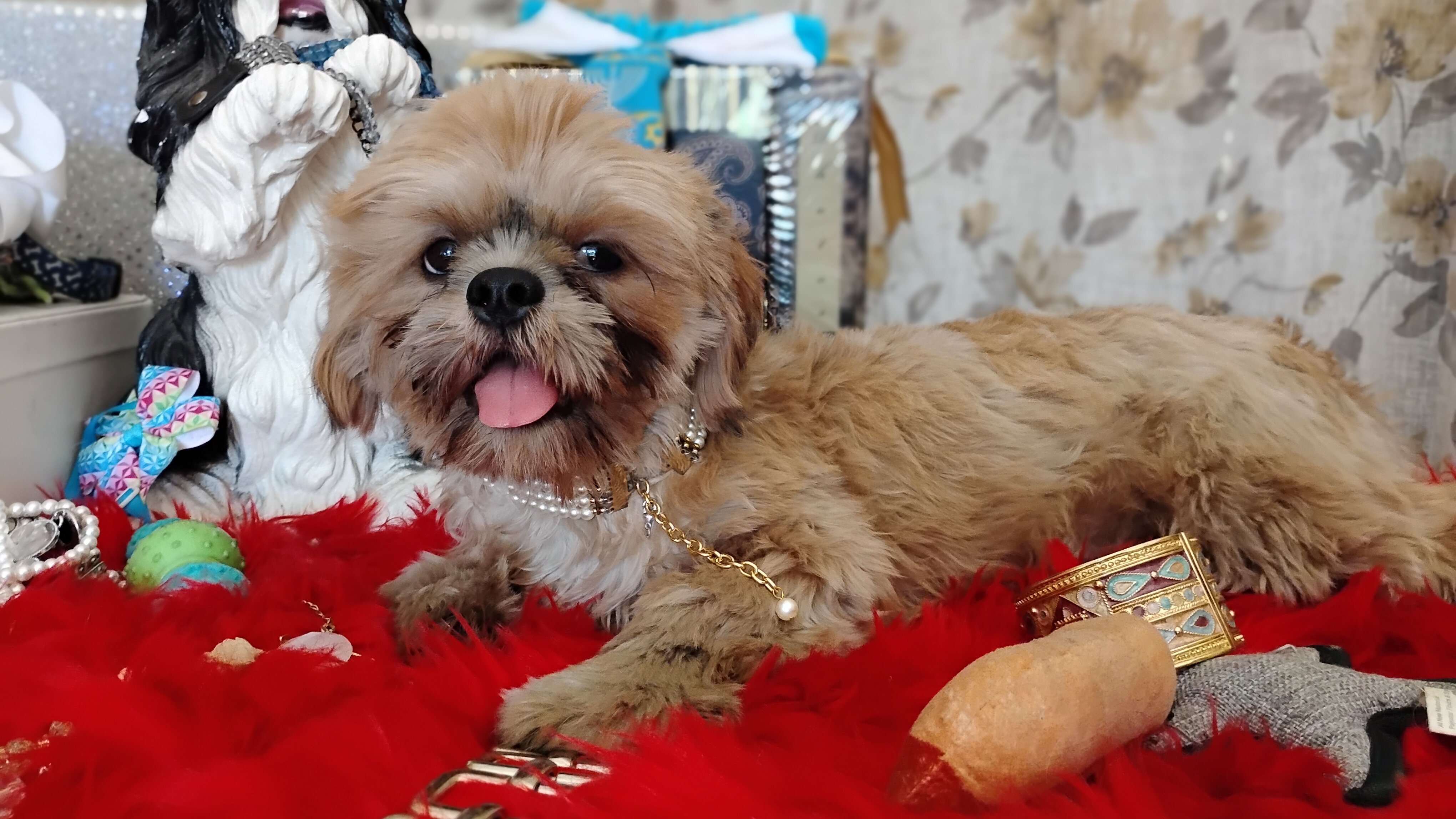 AKC registered male shih Tzu's image 10