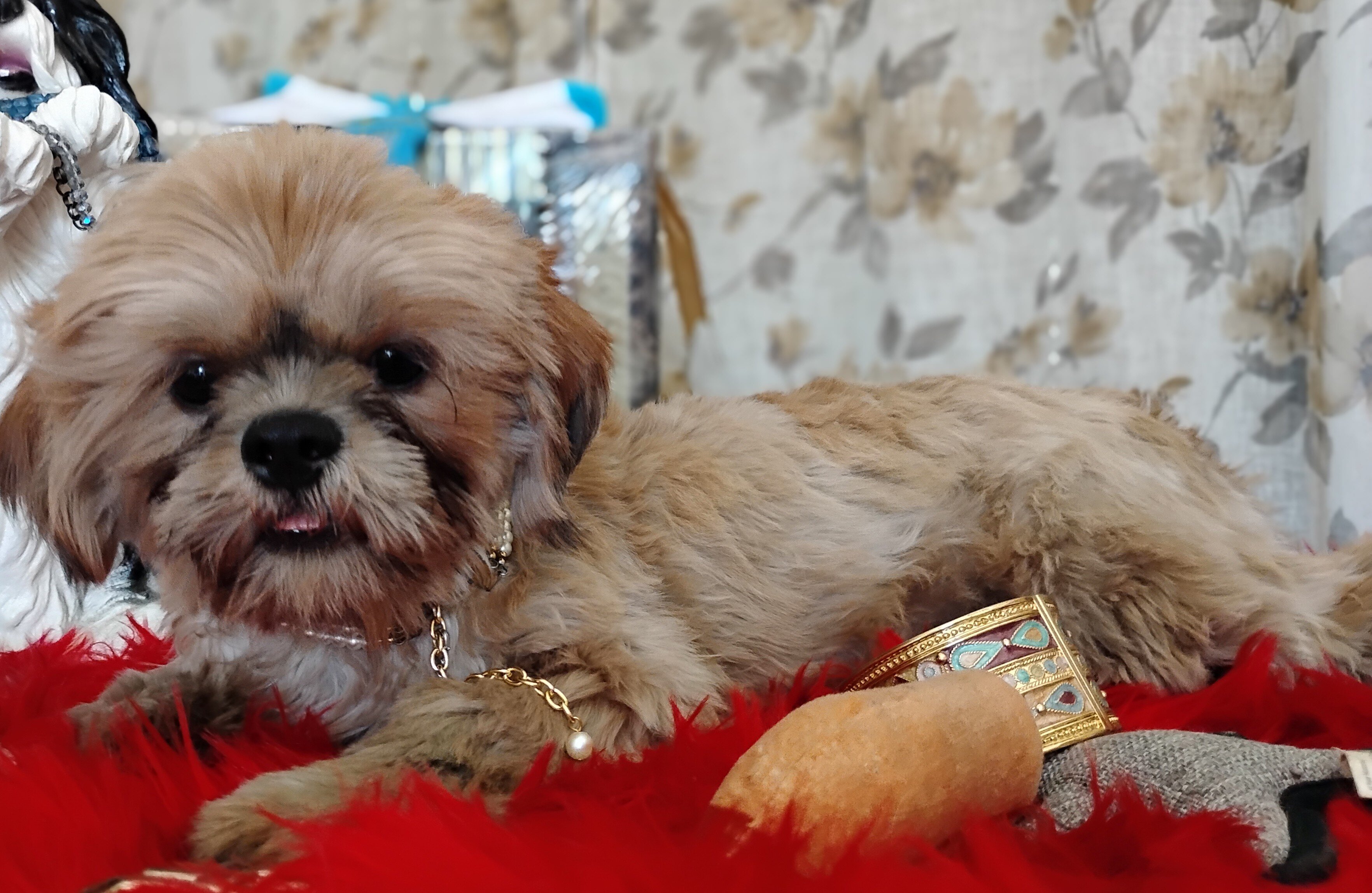 AKC registered male shih Tzu's image 4