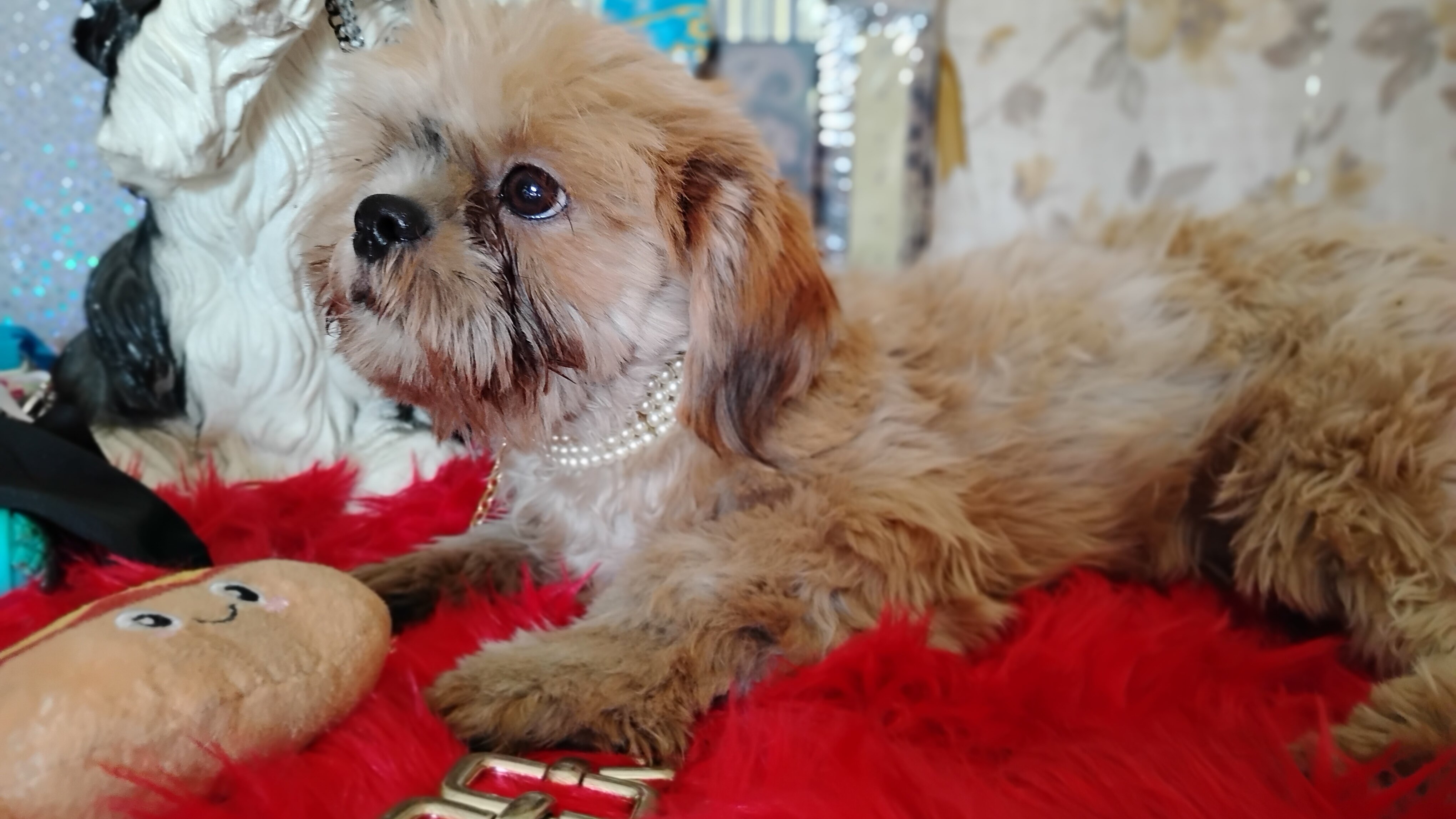 AKC FULL Rights Male puppy image 9