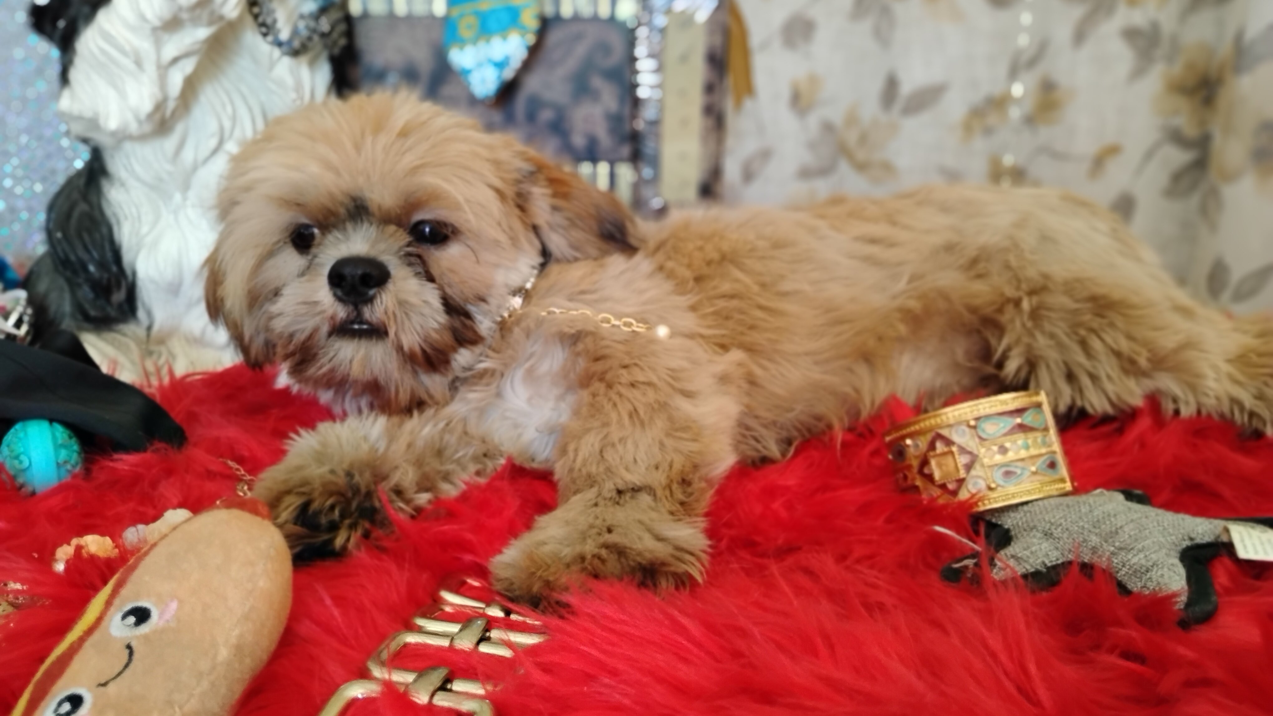AKC FULL Rights Male puppy image 8