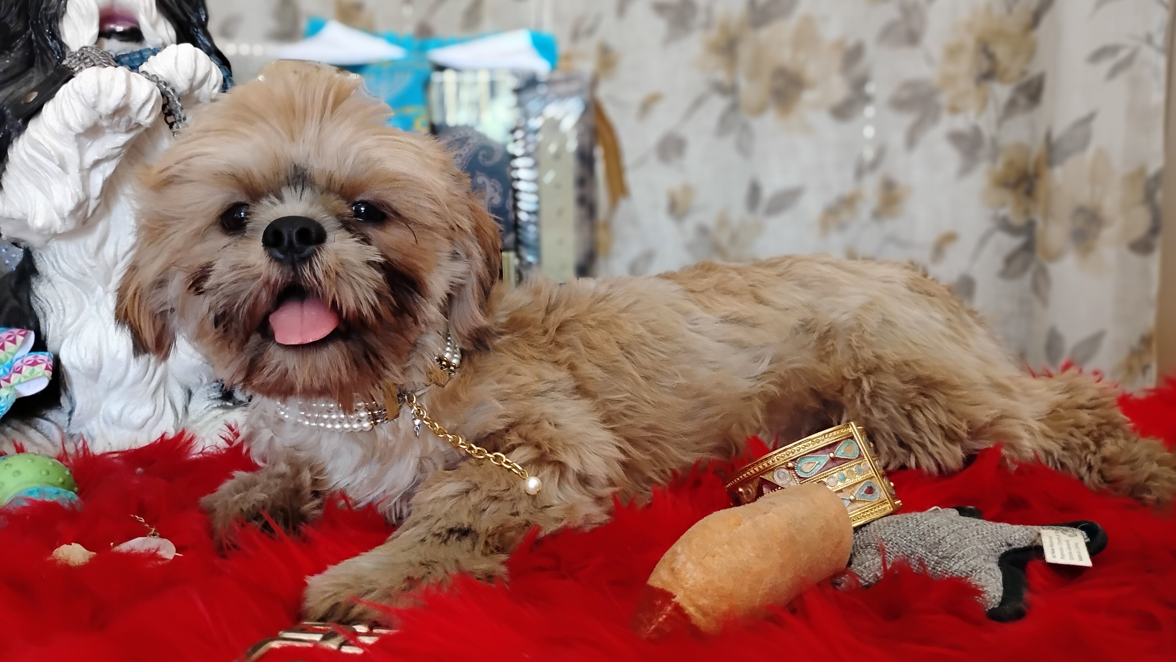 AKC FULL Rights Male puppy image 6
