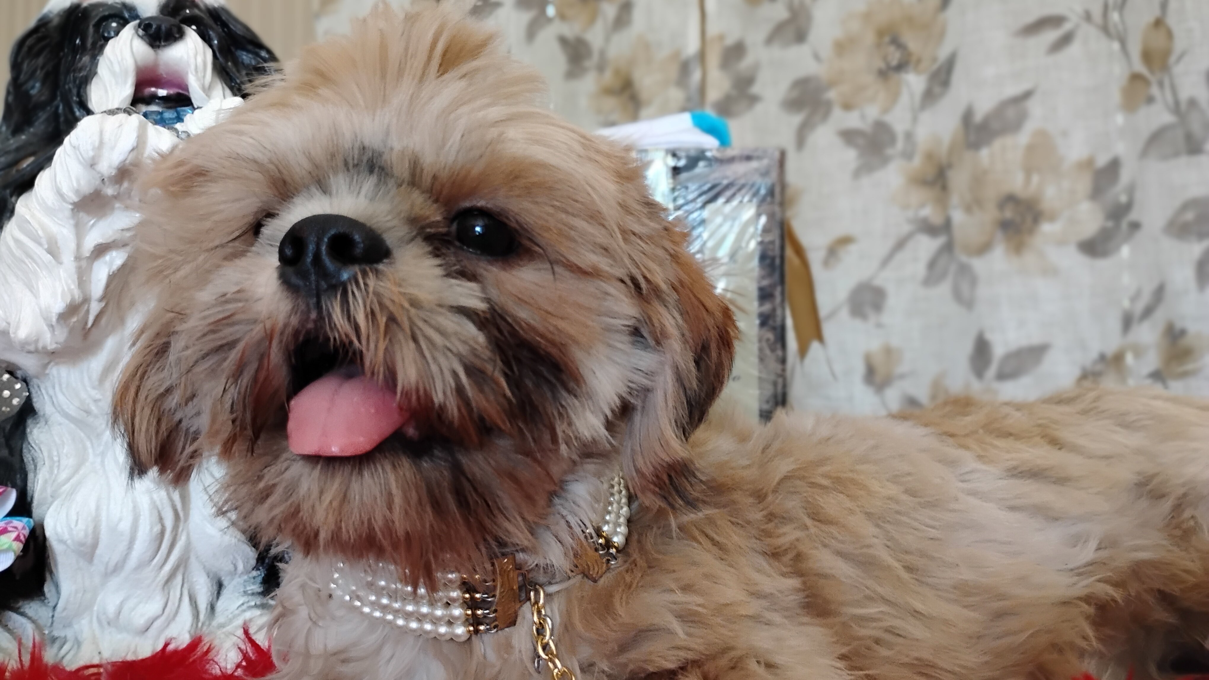 AKC FULL Rights Male puppy image 5