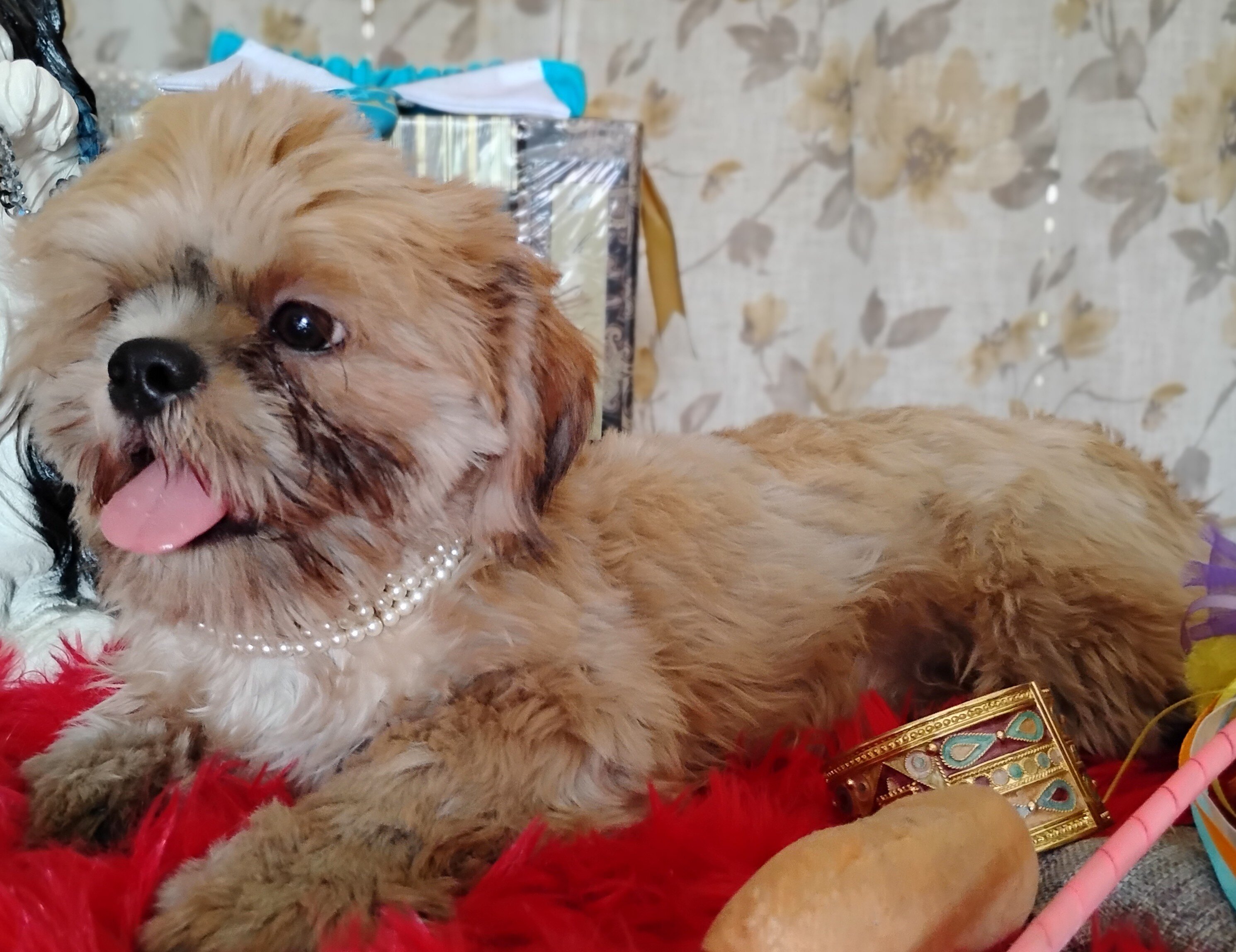 AKC FULL Rights Male puppy image 4