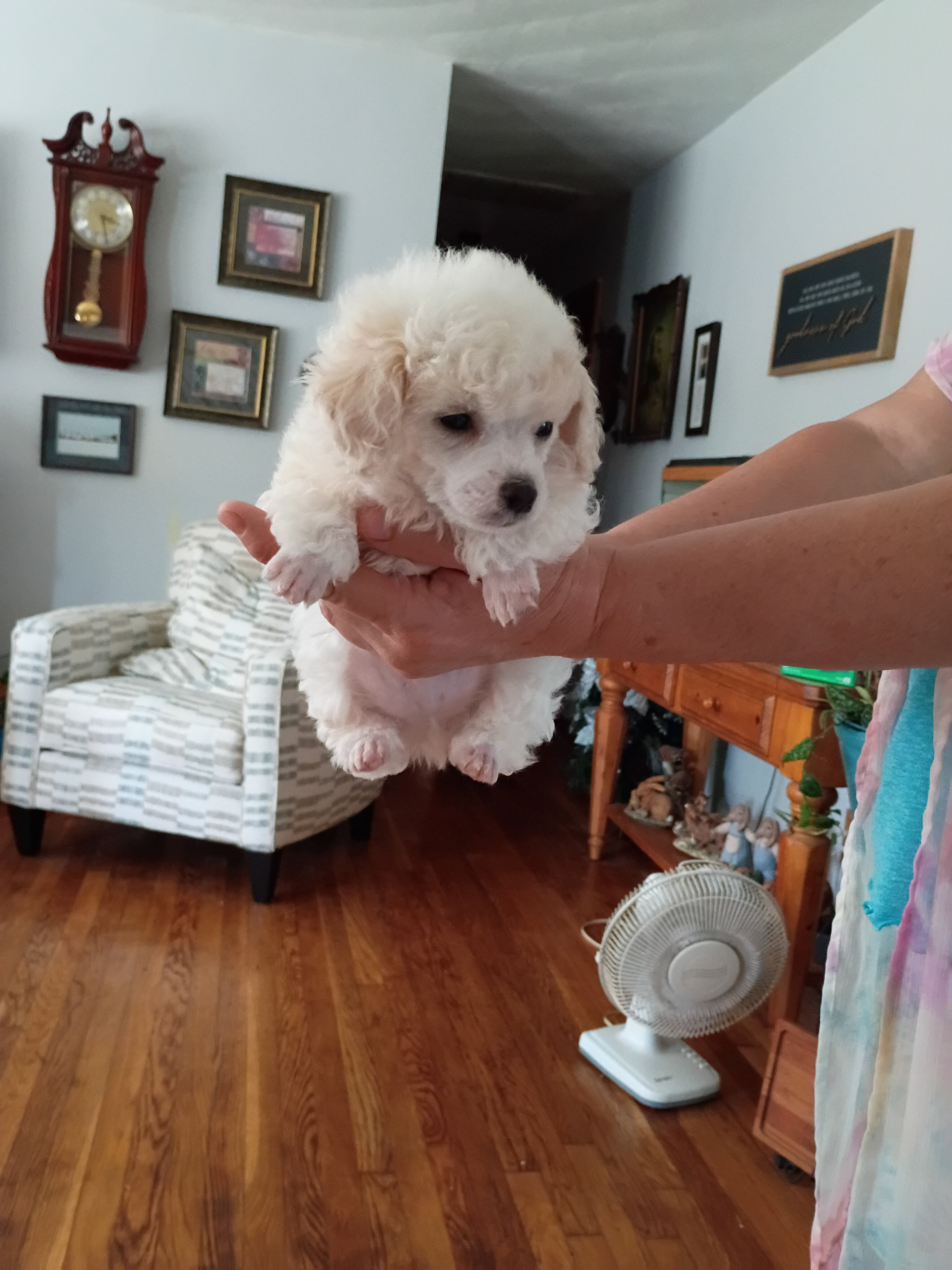 Toy Poodle Puppy image 1