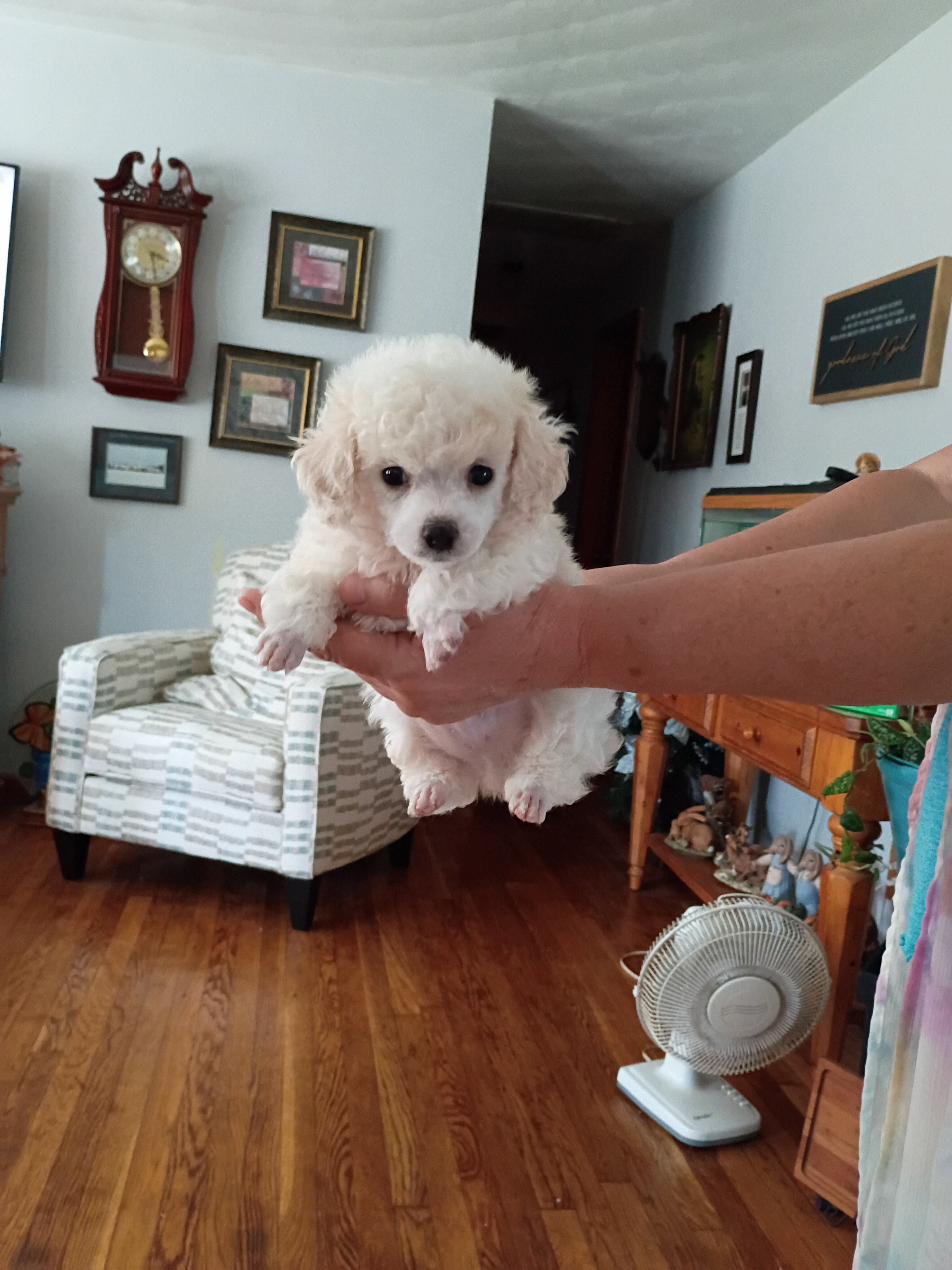 Toy Poodle Puppy image 2