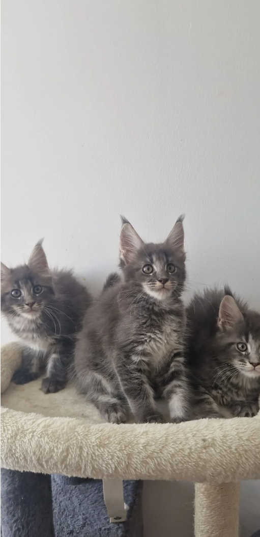 Gorgeous Maine Coon image 6