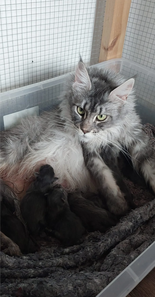 Gorgeous Maine Coon image 4