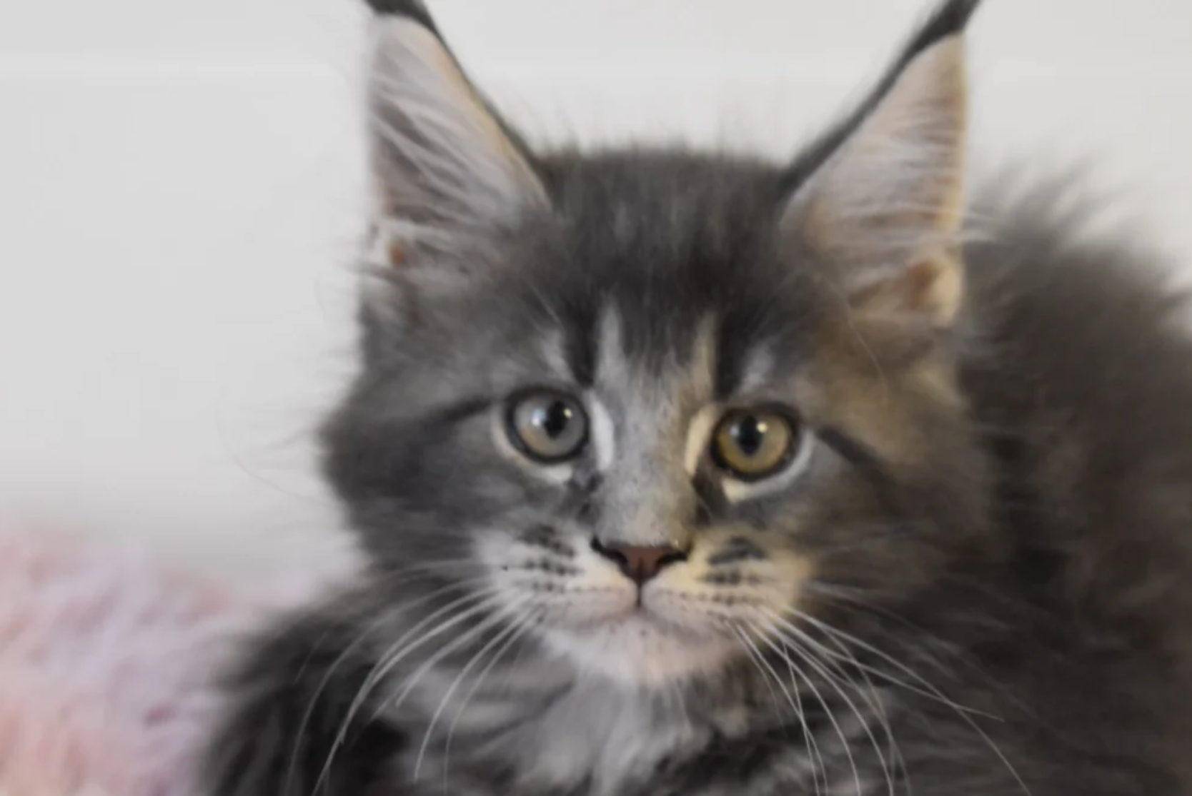 Gorgeous Maine Coon image 3