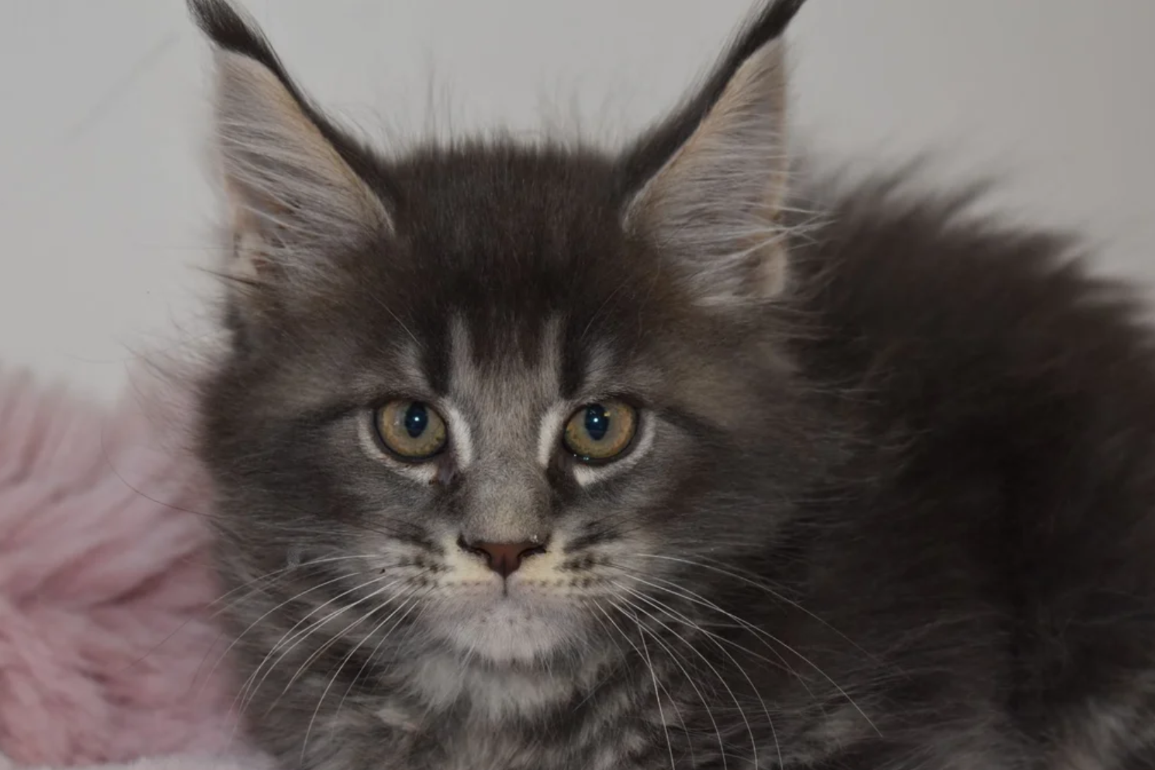 Gorgeous Maine Coon image 2
