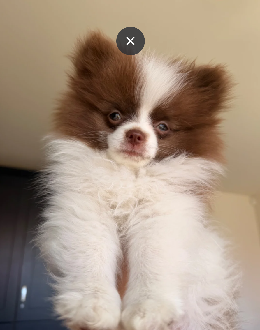 Rare colour Teddy Pomeranians image 5