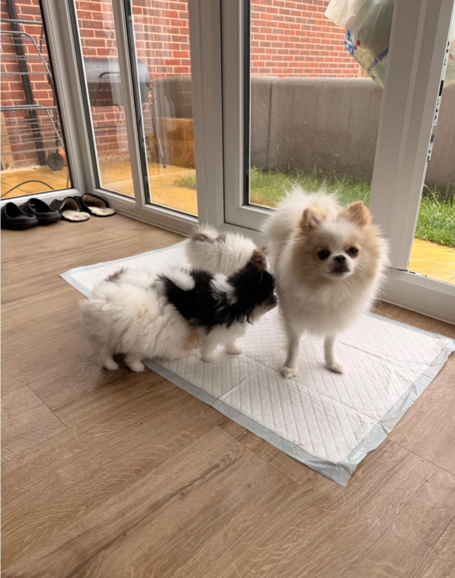 Rare colour Teddy Pomeranians image 4