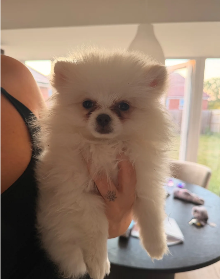 Rare colour Teddy Pomeranians image 3