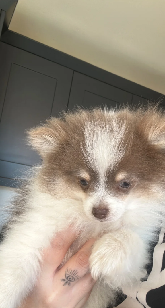 Rare colour Teddy Pomeranians image 2