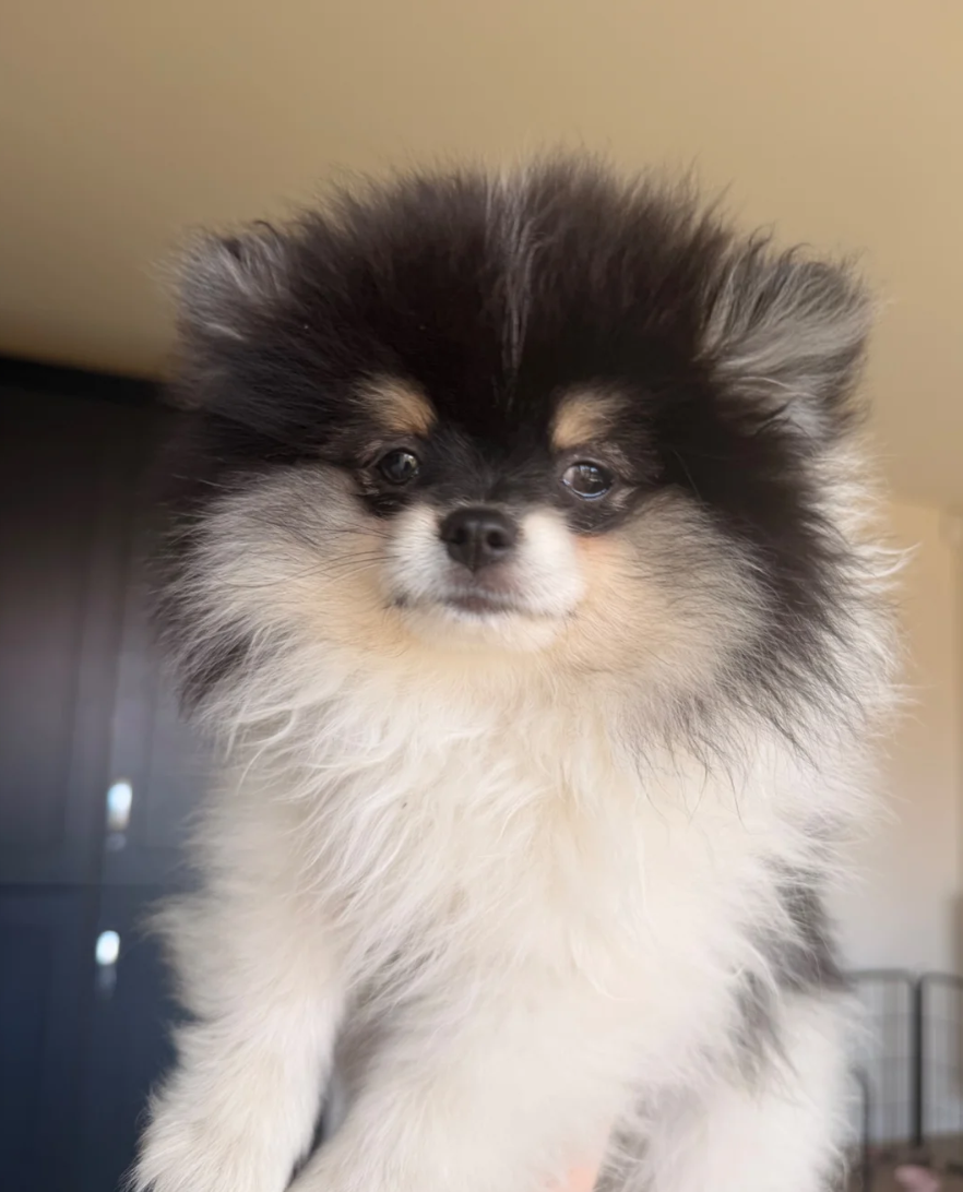 Rare colour Teddy Pomeranians image 1