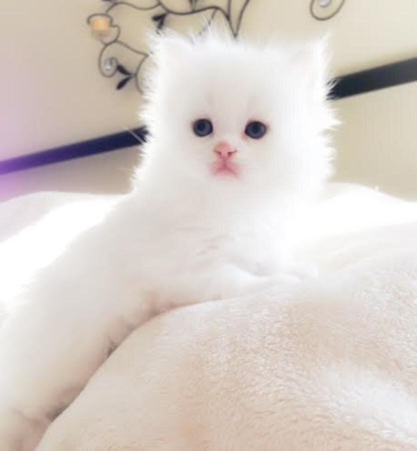 House Broken & Potty Trained Himalayan Persian image 1