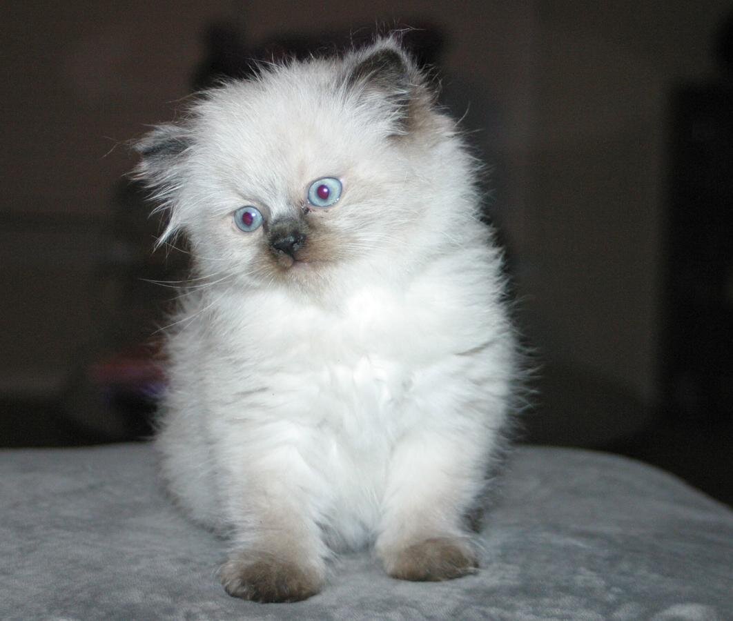 House Broken & Potty Trained Himalayan Persian image 2
