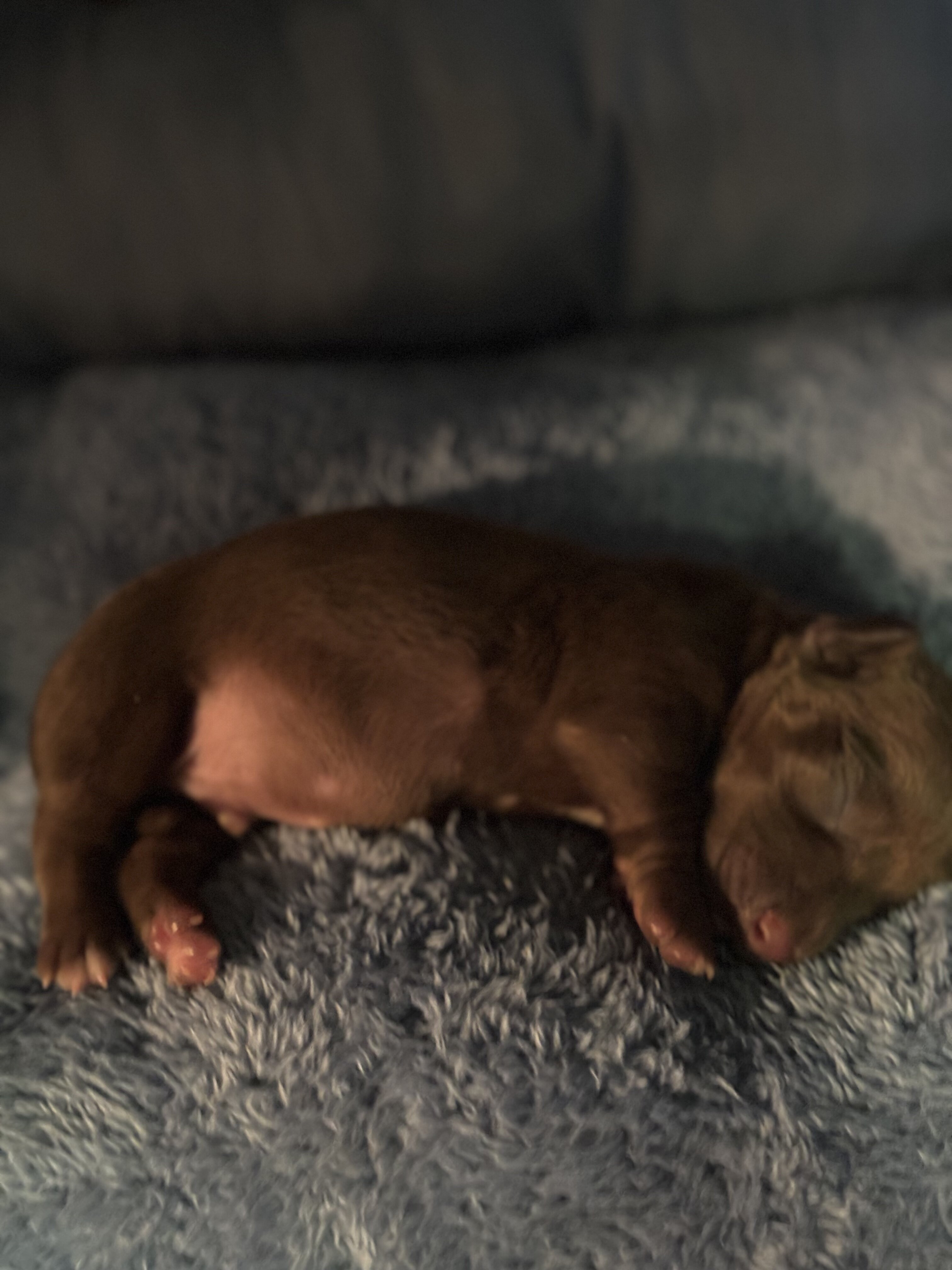 dachshund puppies 7/1 image 4