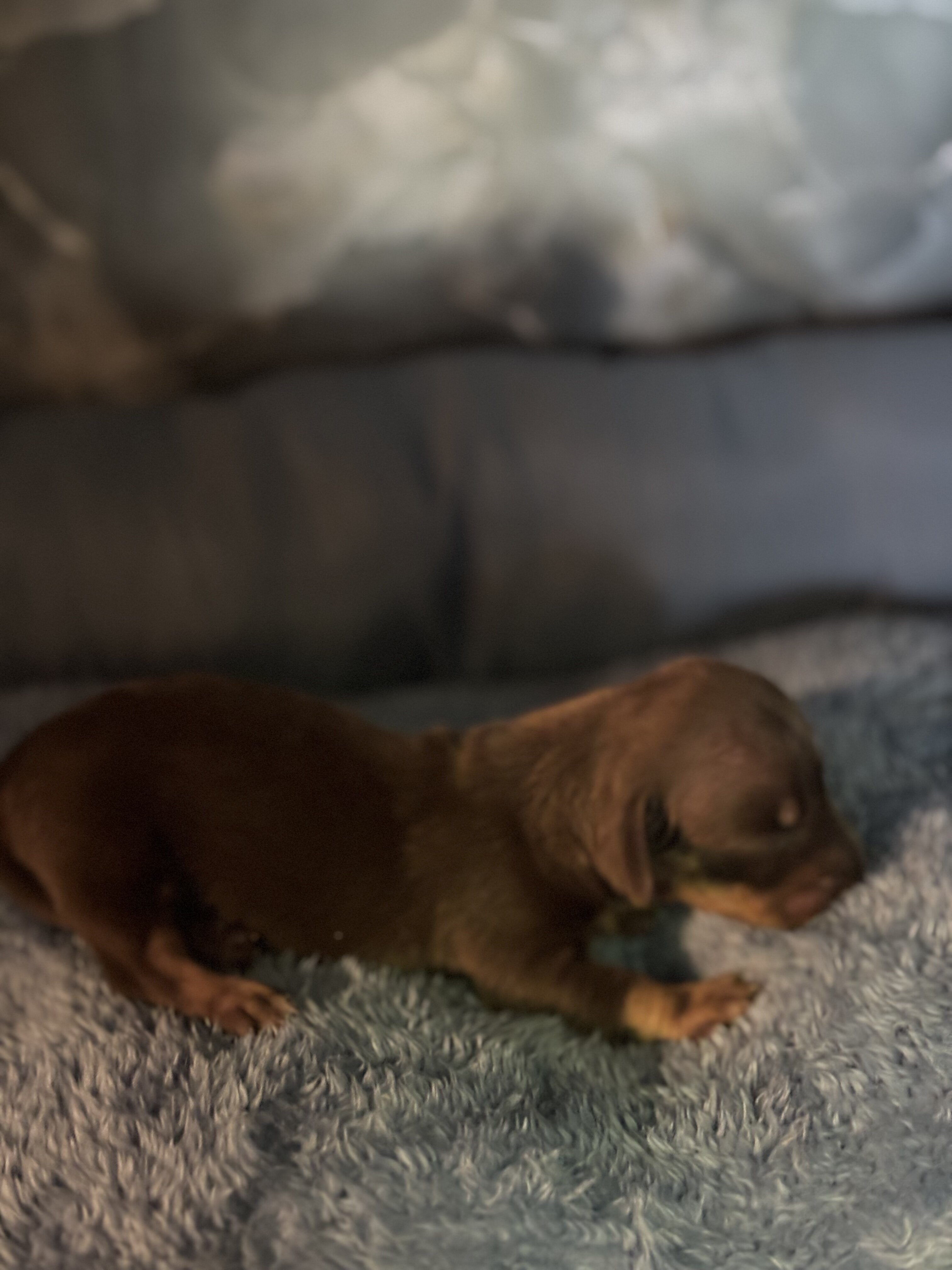 dachshund puppies 7/1 image 3