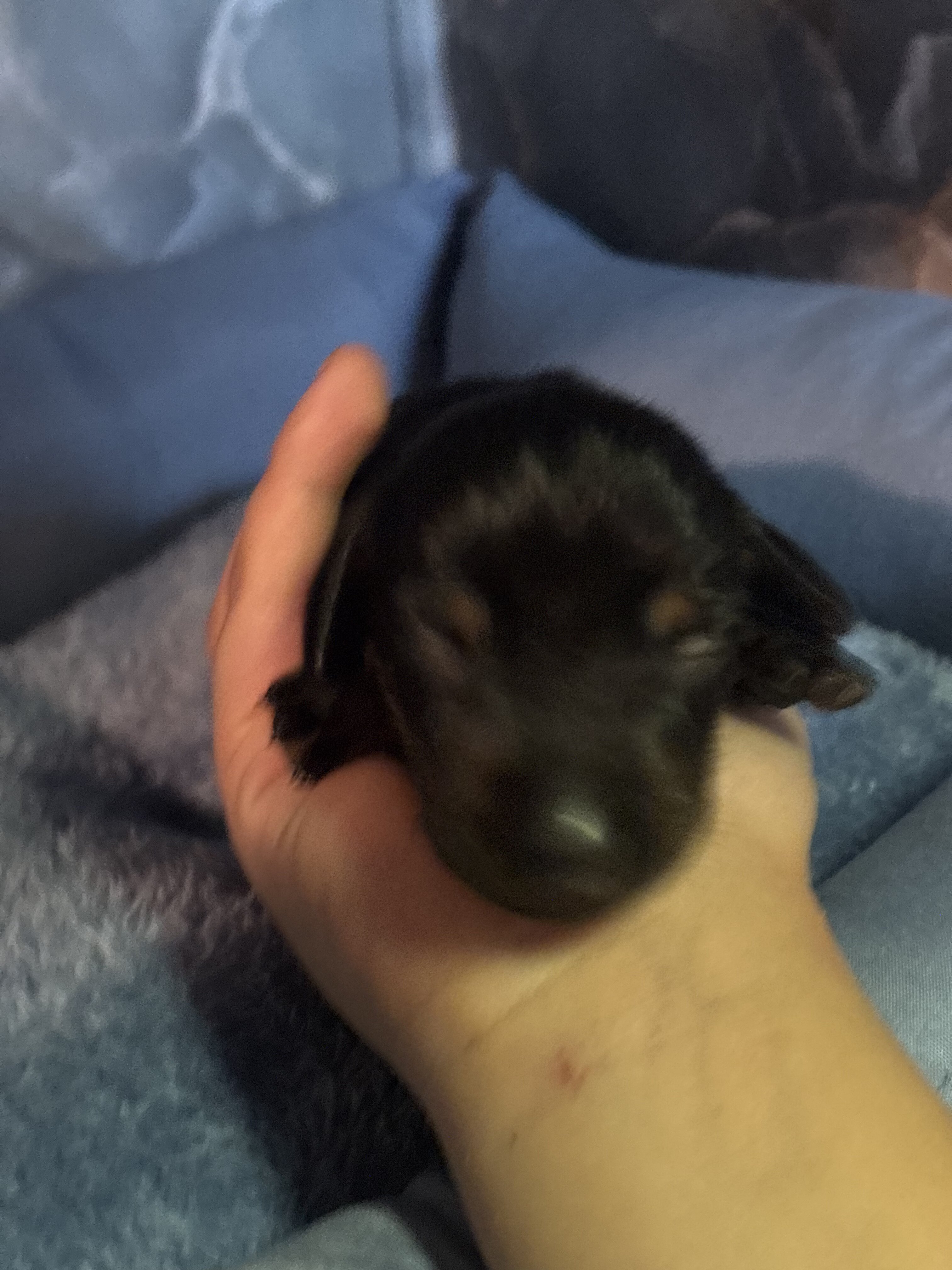dachshund puppies 7/1 image 2