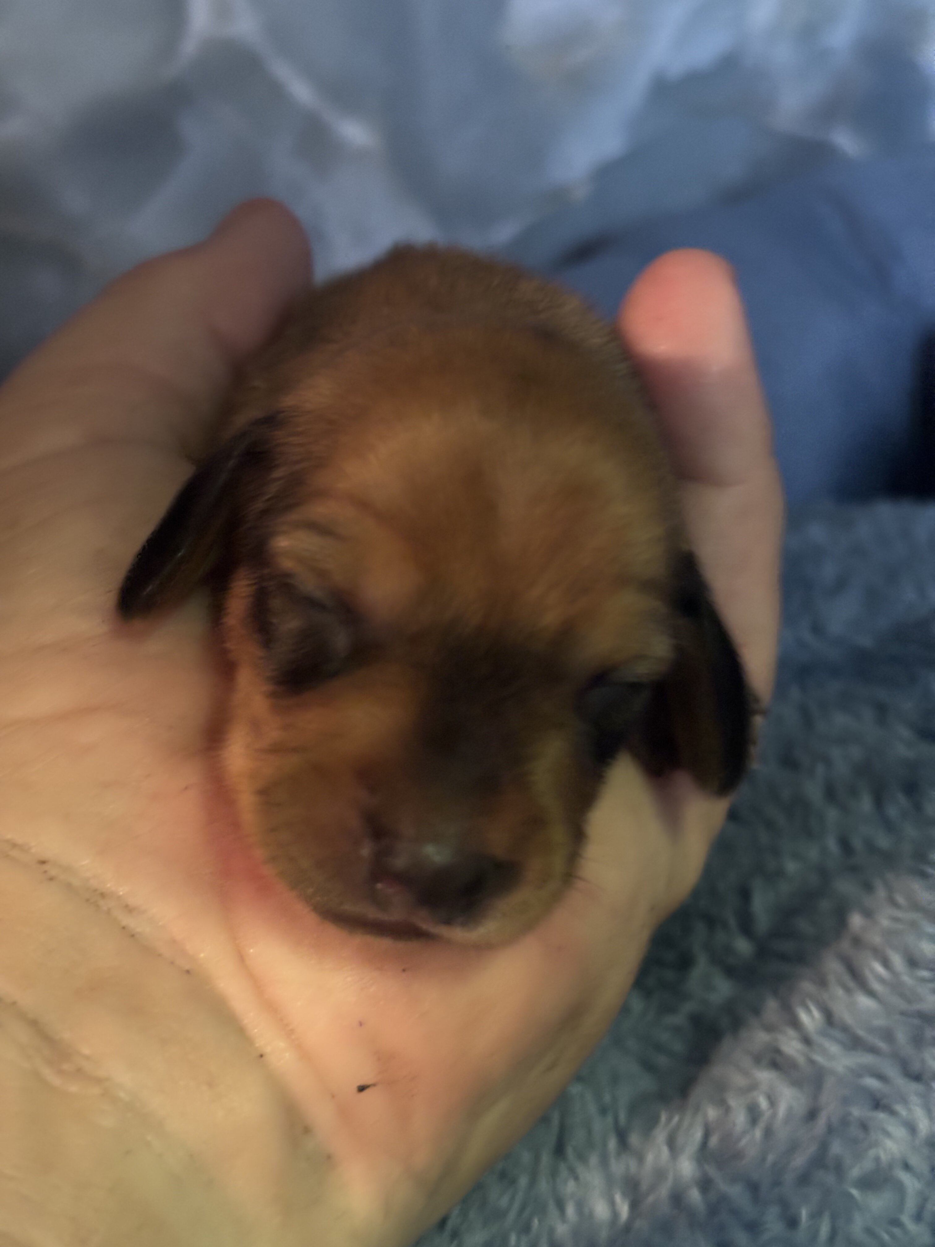 dachshund puppies 7/1 image 1