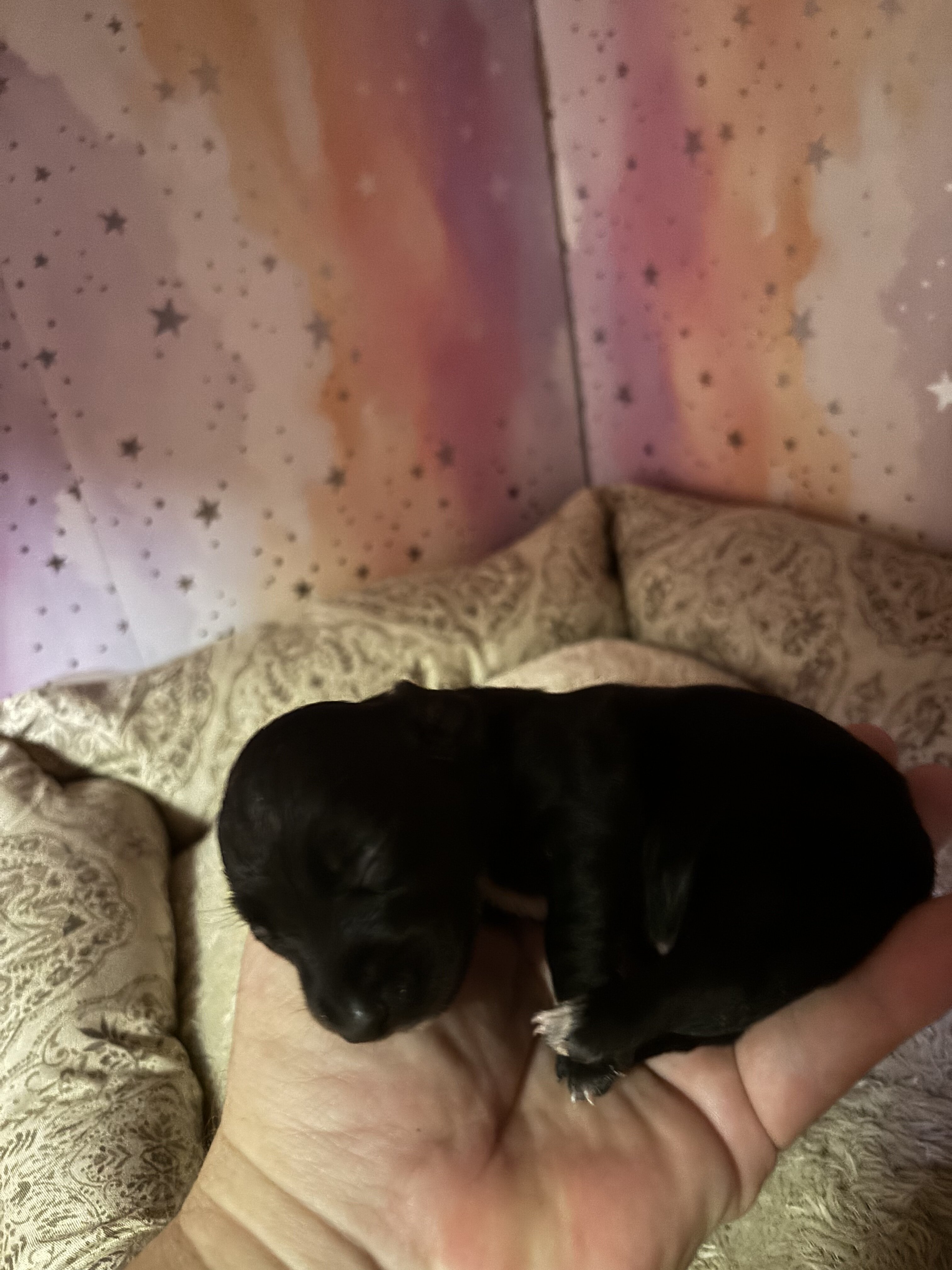 dachshund puppies 7/1 image 5