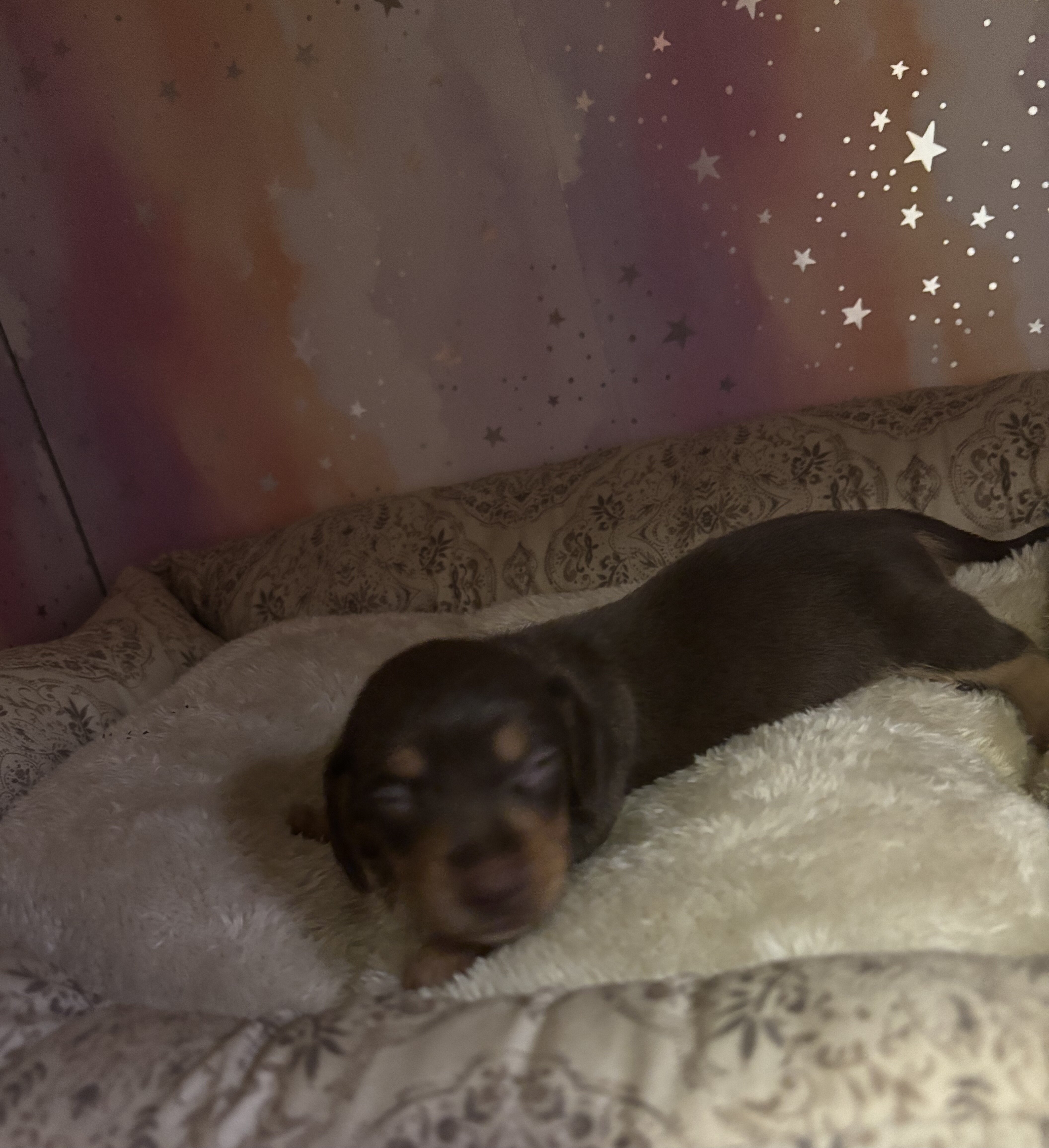 dachshund puppies 7/1 image 8